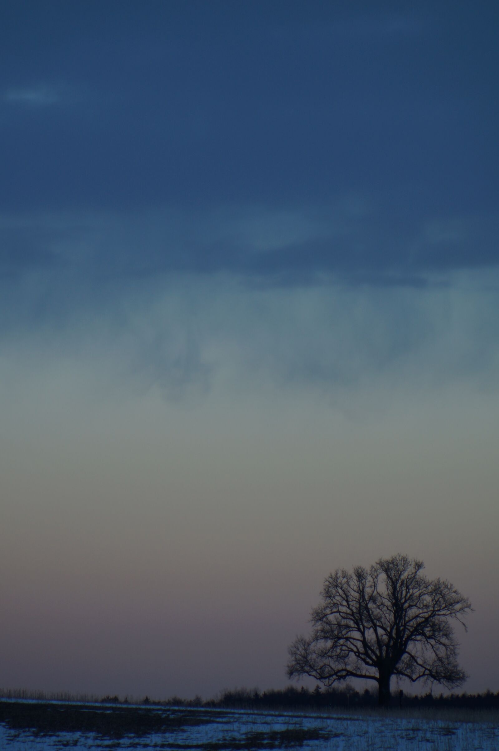 Sony SLT-A37 sample photo. Landscape, tree, evening photography