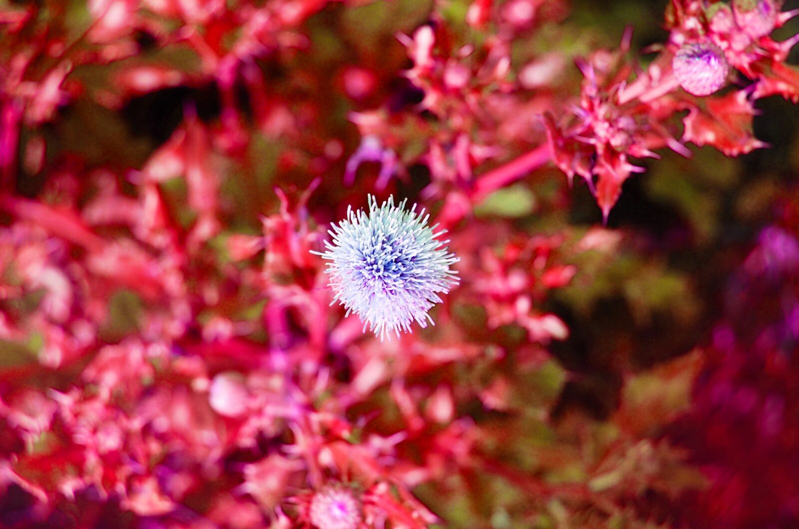 Nikon D40 sample photo. Flowers, nature, bokeh photography
