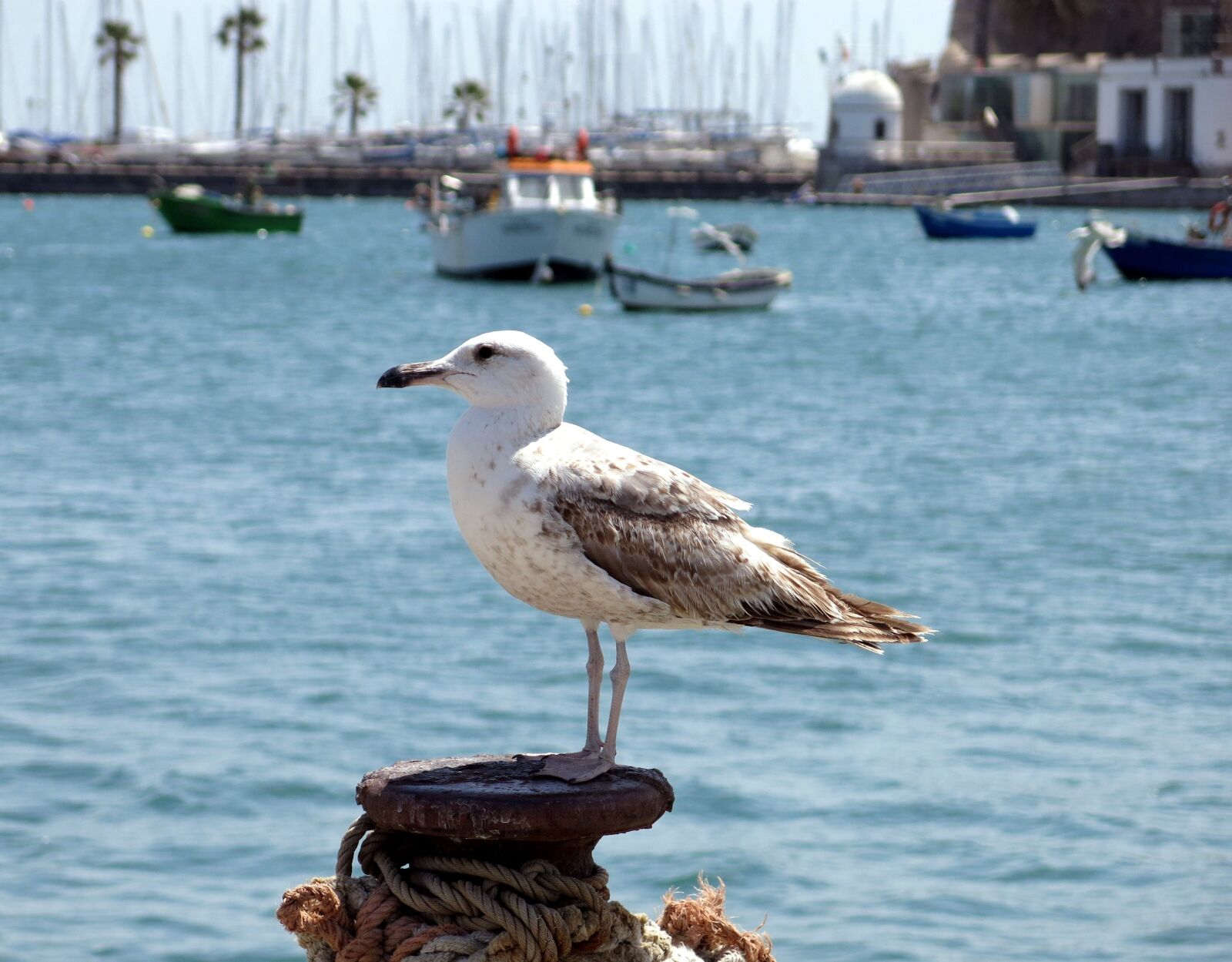 Canon PowerShot G15 sample photo. Seagull, sea, atlantic photography