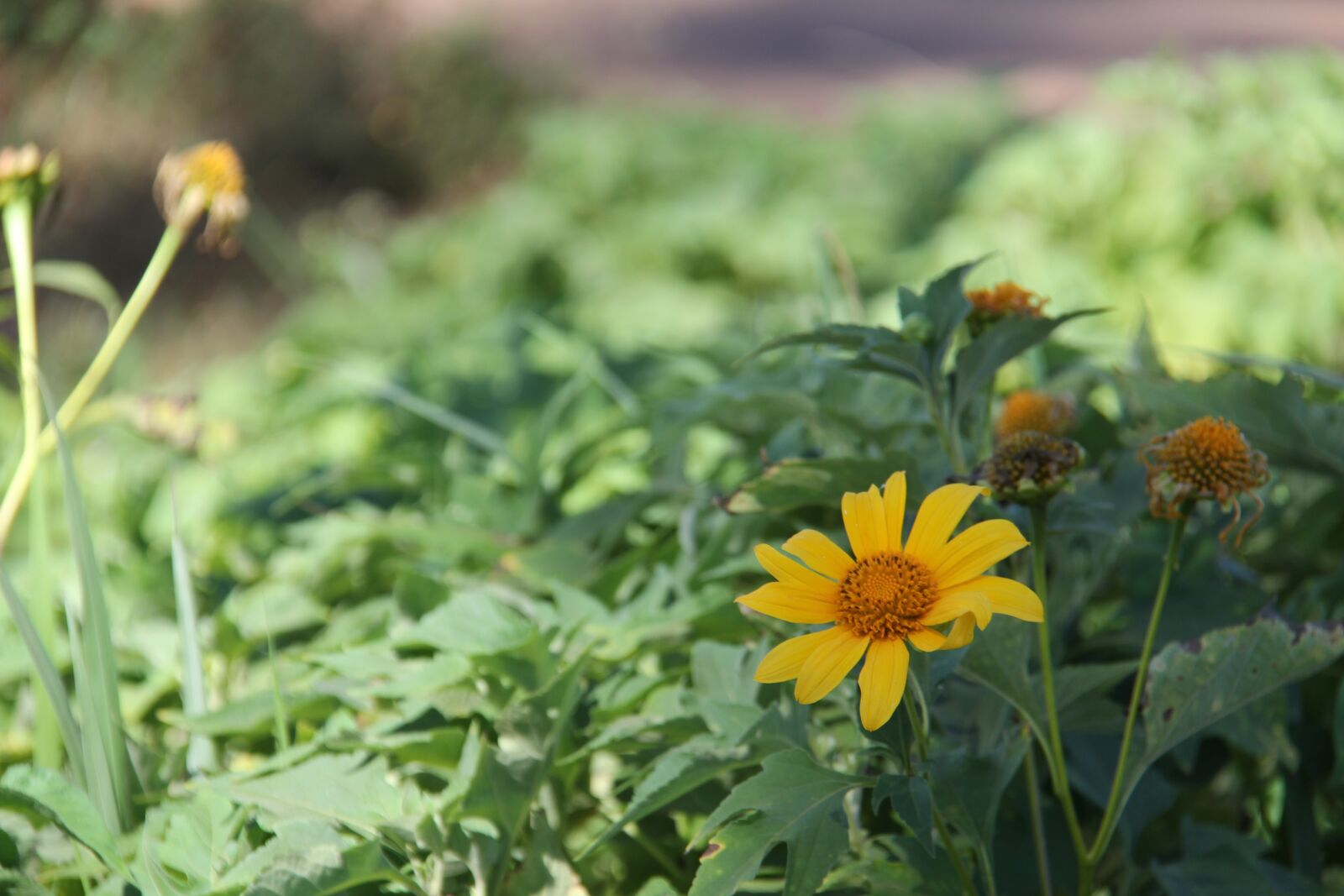 Canon EOS 60D + Canon EF-S 18-200mm F3.5-5.6 IS sample photo. Flower, the leaves, fruit photography