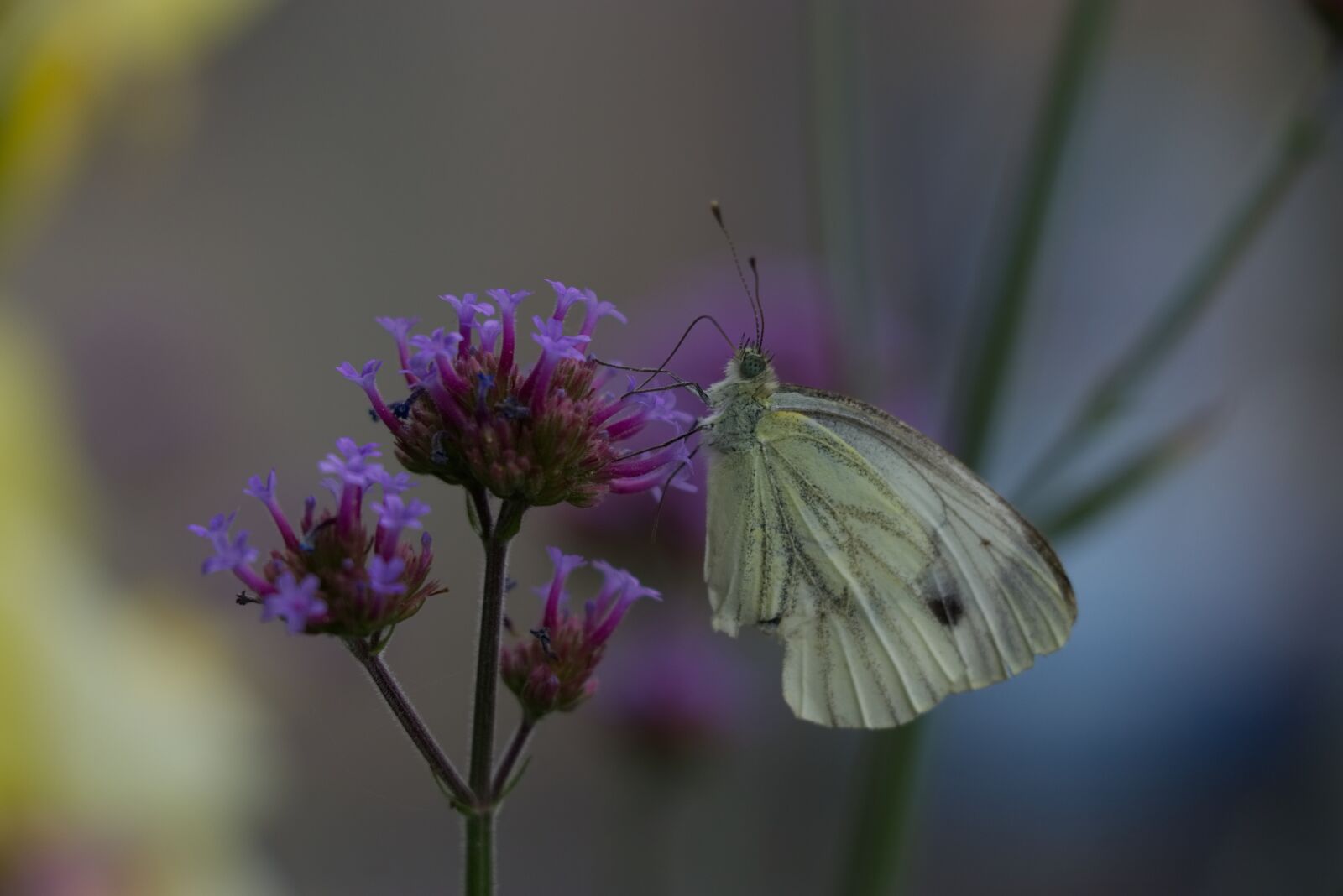 Canon EOS 80D sample photo. Butterfly, close up, insect photography