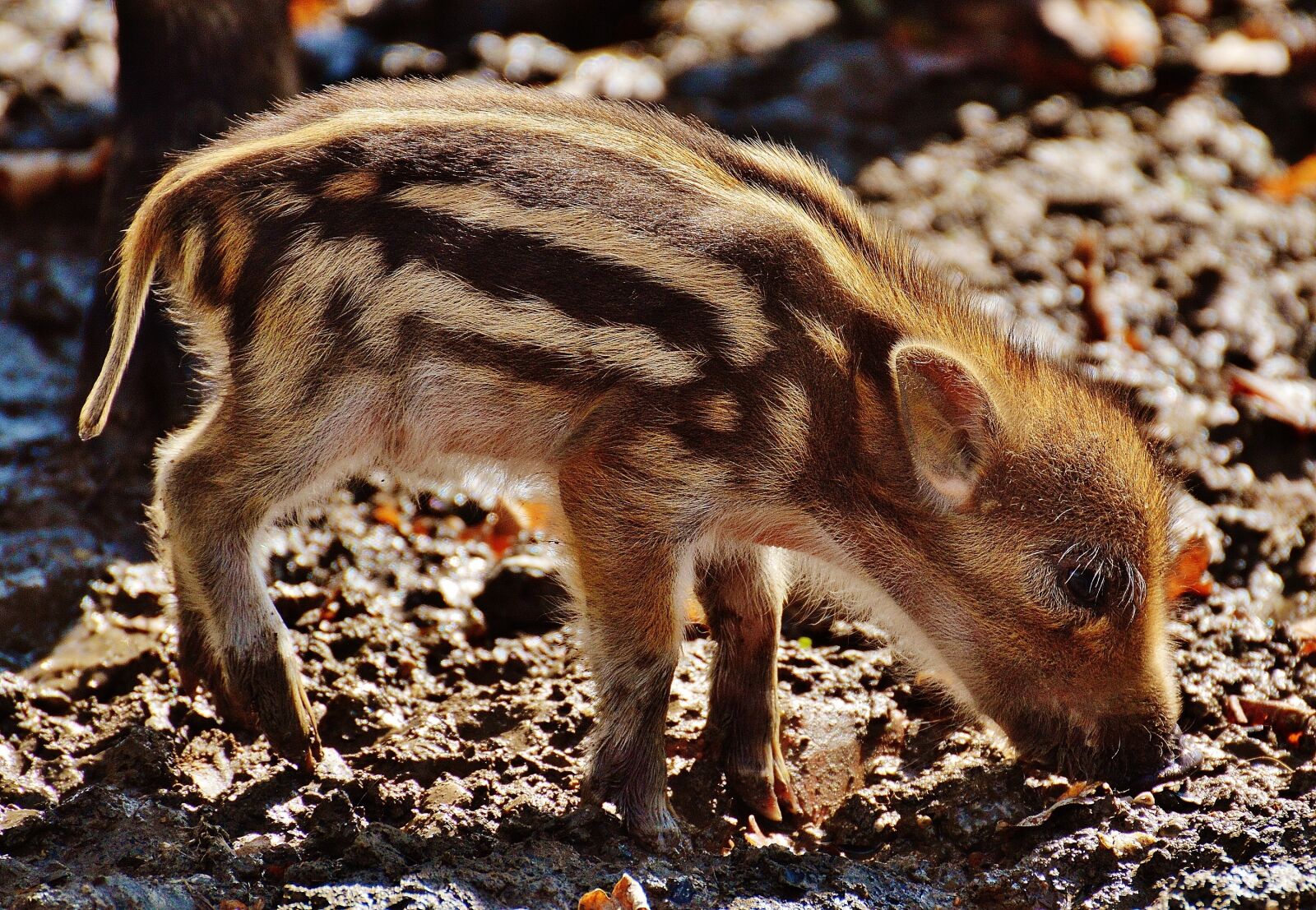 Nikon D3200 sample photo. Wild pigs, launchy, wildpark photography