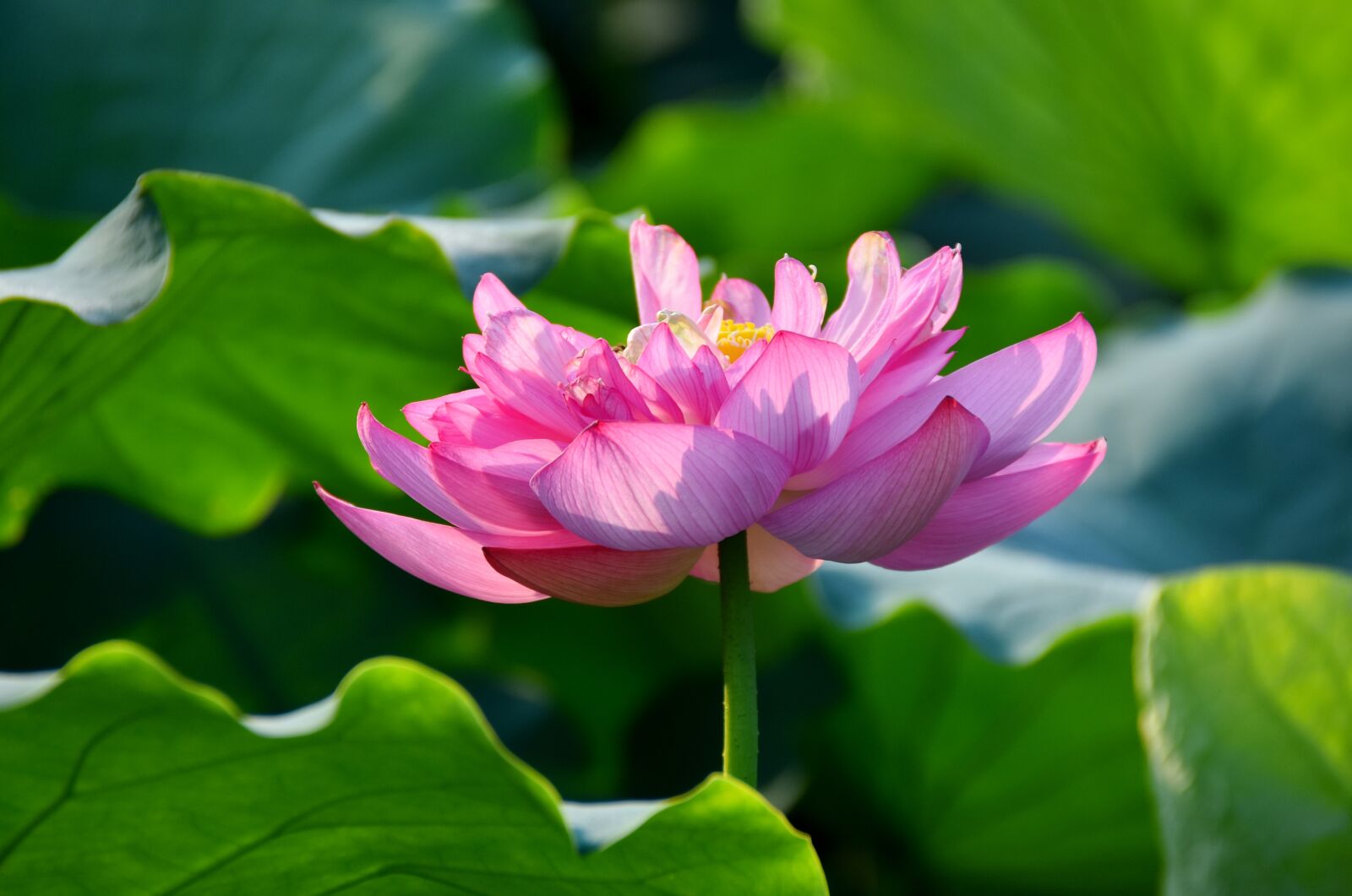 Nikon D7200 sample photo. Lotus flowers, double wing photography