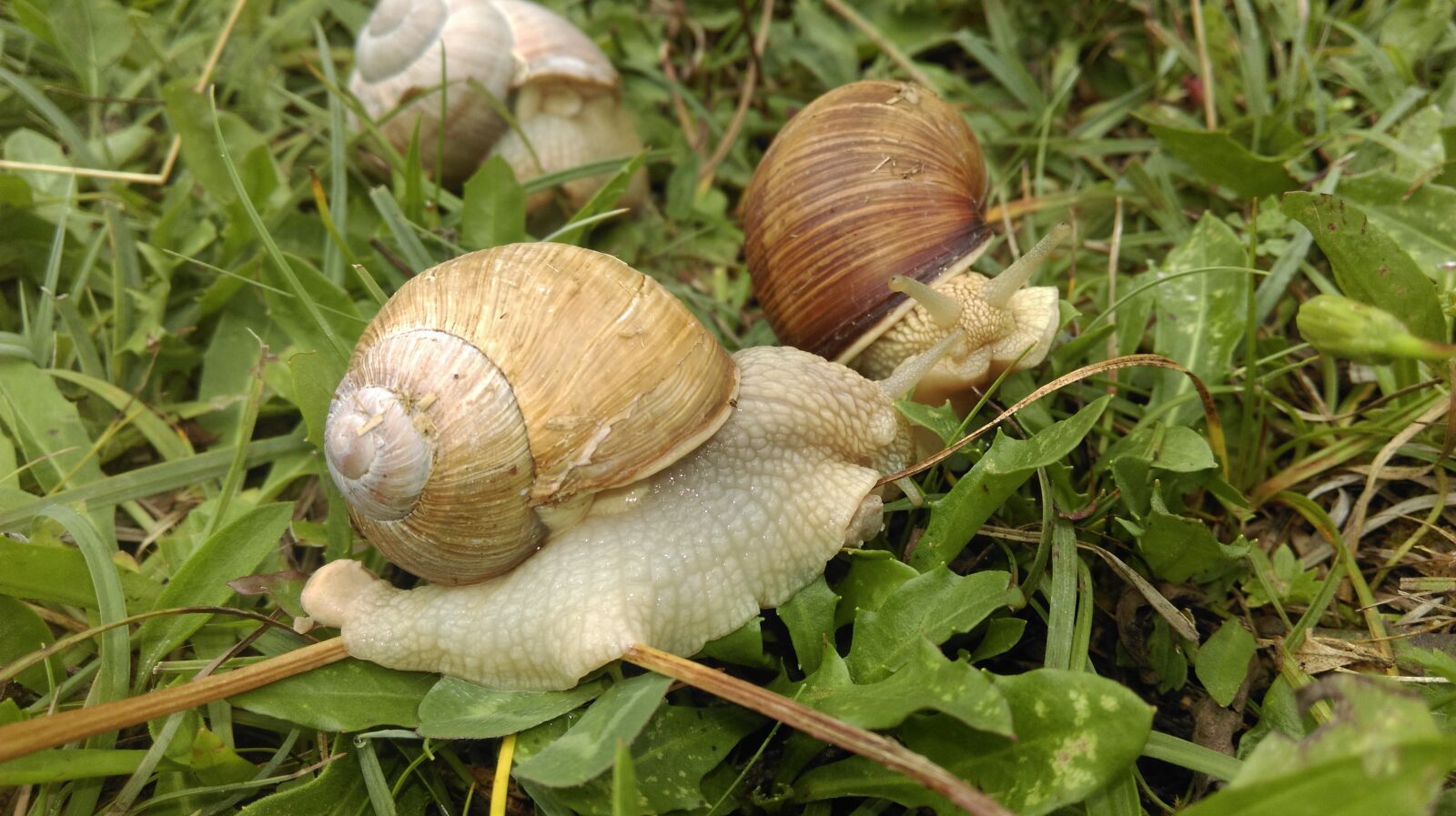 HTC ONE MINI 2 sample photo. Snail, shell, slowly photography