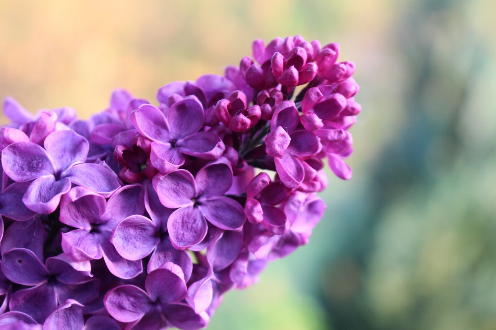Canon EOS 100D (EOS Rebel SL1 / EOS Kiss X7) sample photo. Lilac, spring, bloom photography