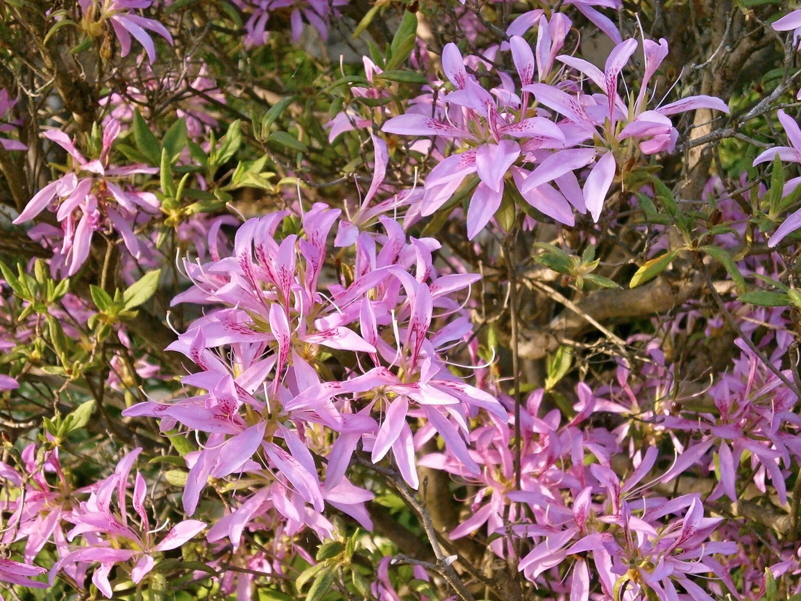 Olympus VG110,D700 sample photo. Azalea, ericaceae, pink flower photography