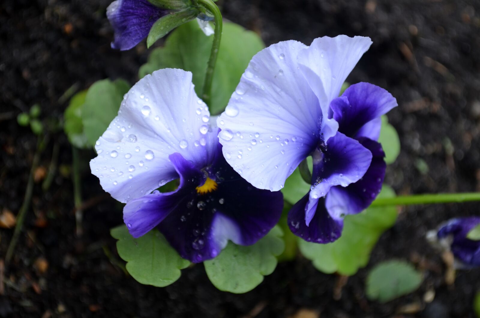 Nikon D5100 sample photo. Flowers, violet, summer photography