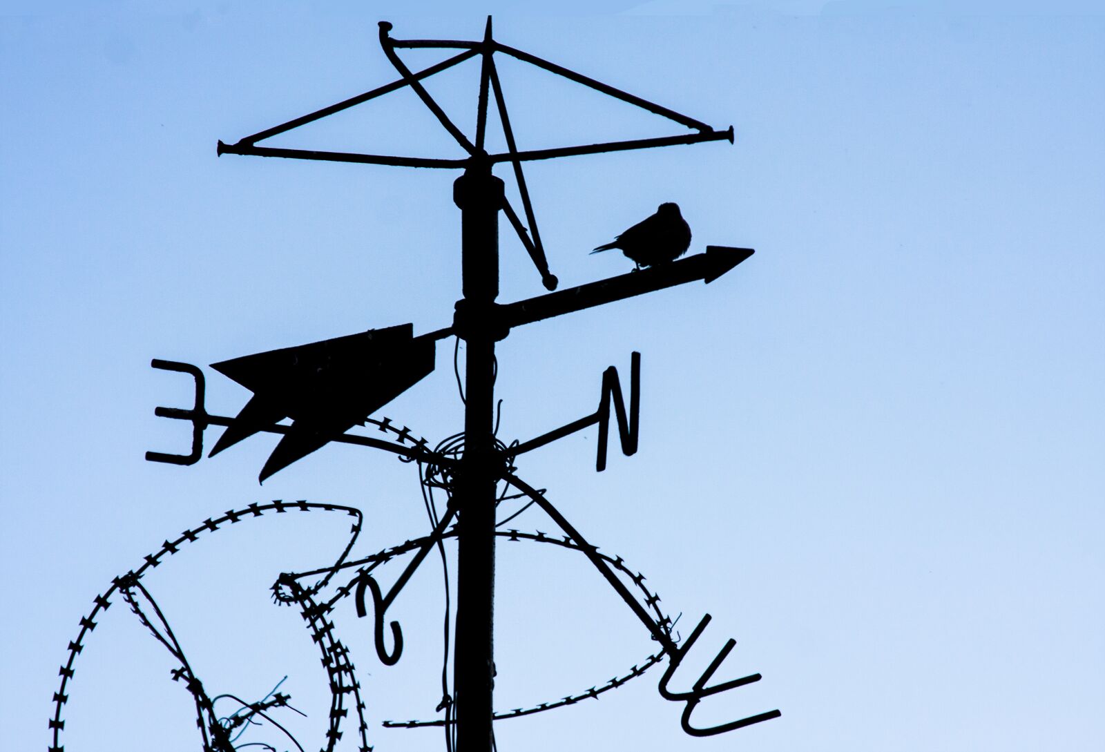 Canon EOS 40D sample photo. Wind, bird, sky photography