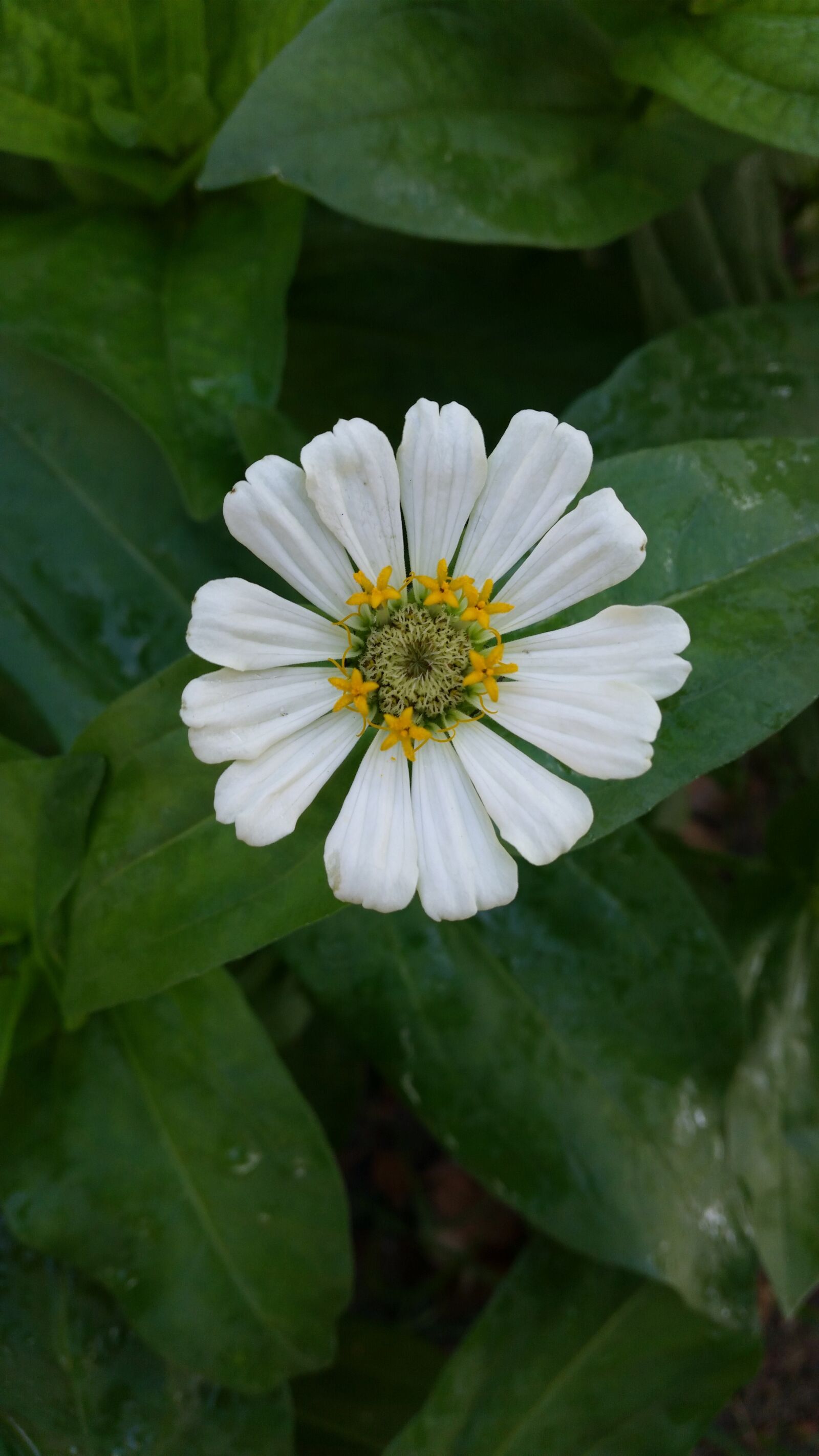 Samsung Galaxy S5 sample photo. Flower, flowers, flowers thailand photography