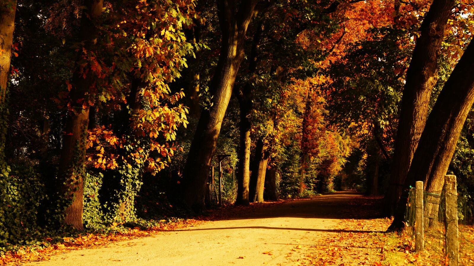 Sony DT 18-55mm F3.5-5.6 SAM II sample photo. Autumn, leaves, dried, leaves photography