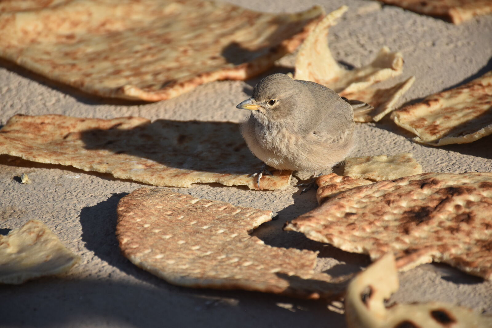 Nikon D5600 sample photo