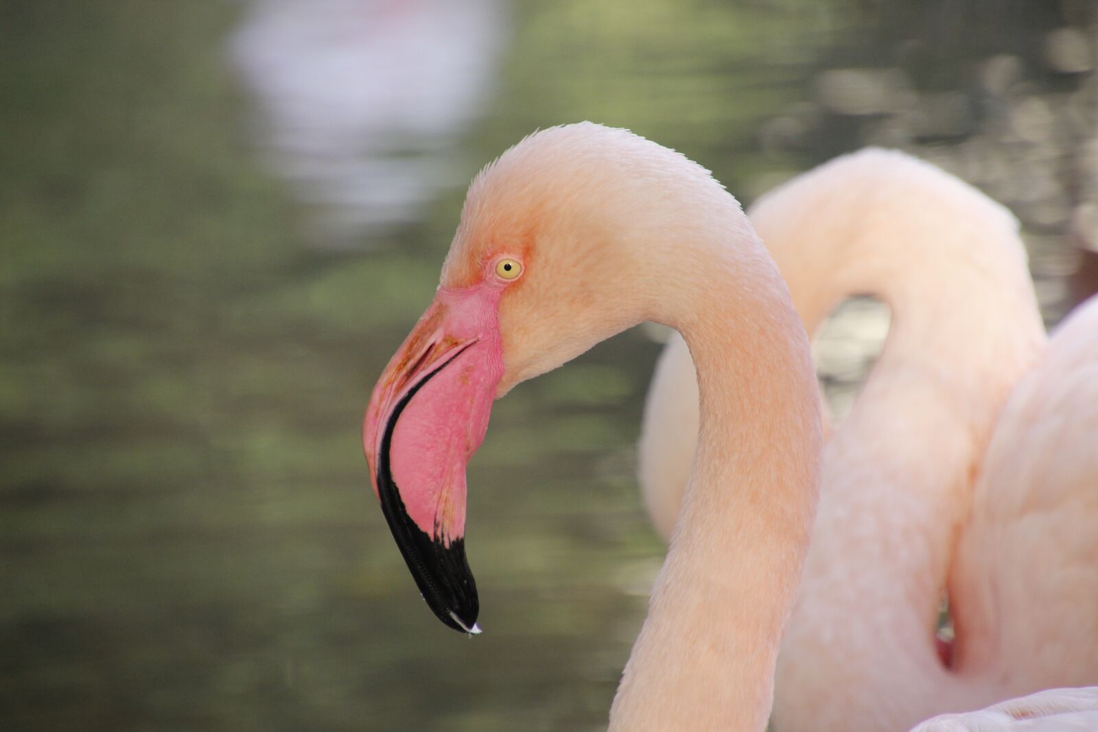 Canon EOS 600D (Rebel EOS T3i / EOS Kiss X5) sample photo. Flamenco, birds, animals photography