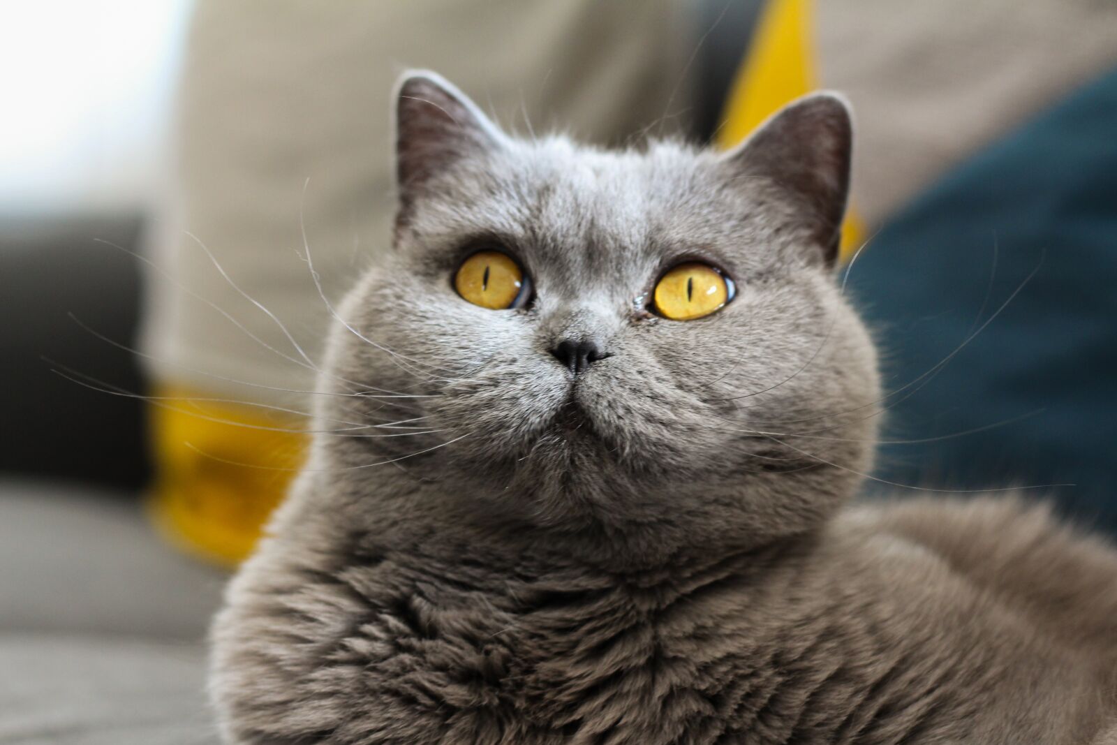 Canon EOS 700D (EOS Rebel T5i / EOS Kiss X7i) sample photo. Cat, british, short hair photography