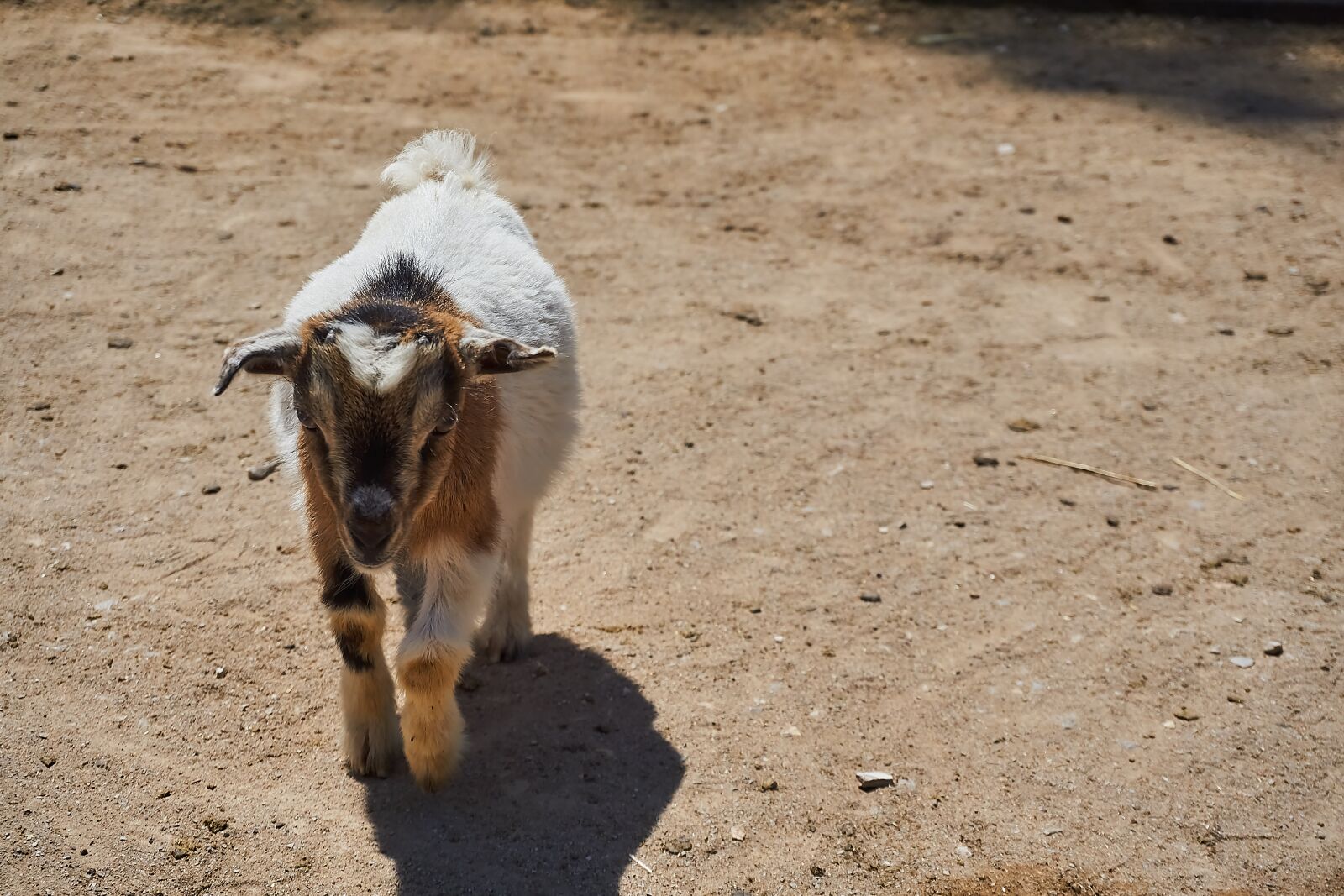 Sony a6000 + Sony E PZ 16-50 mm F3.5-5.6 OSS (SELP1650) sample photo. Goat, petting zoo, animal photography