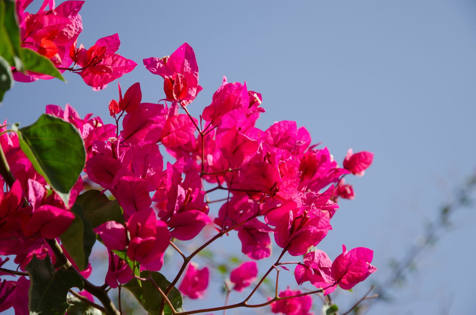 Nikon D7000 sample photo. Blossom, bloom, pink photography