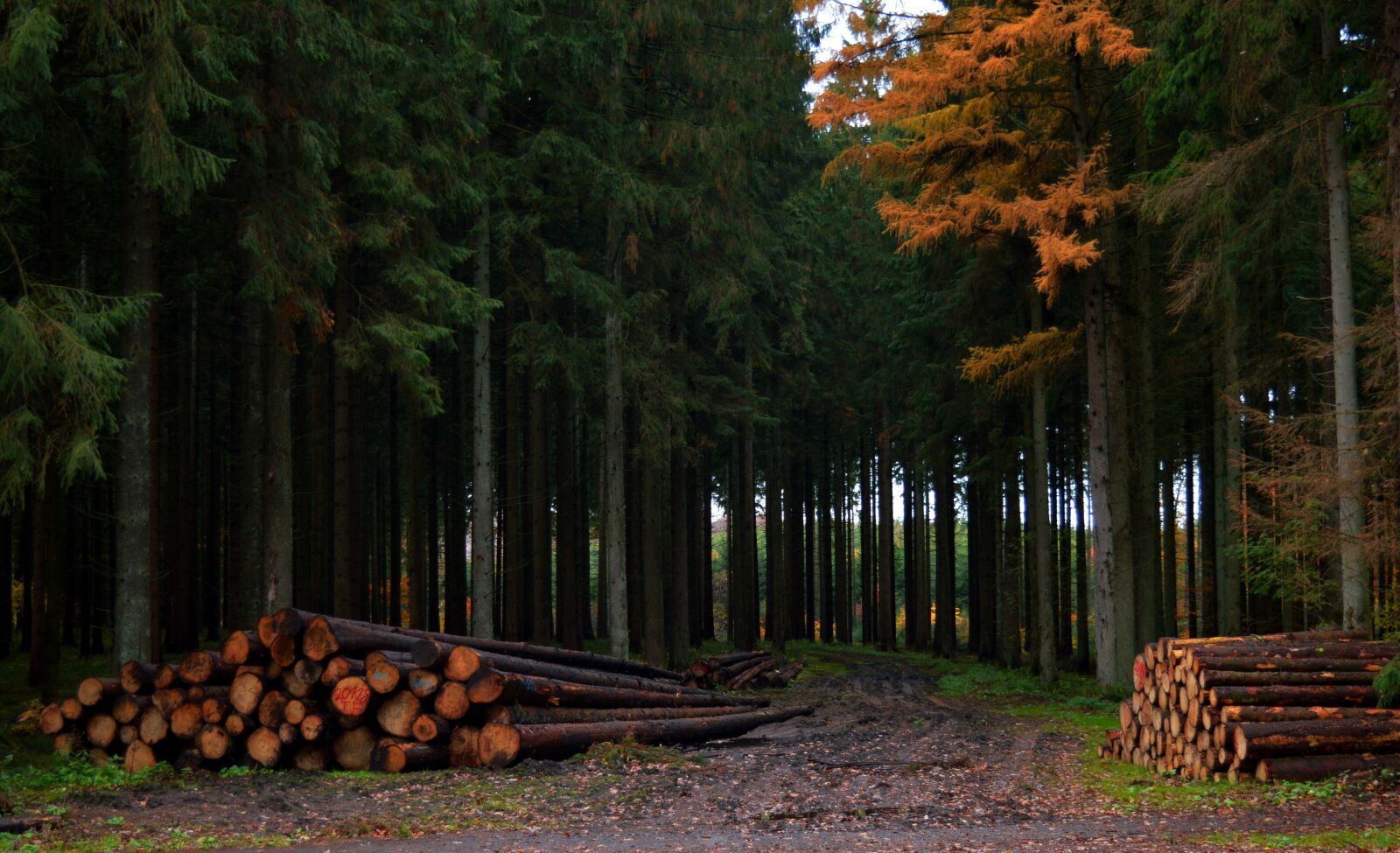 Nikon D3200 sample photo. Forest, tree trunks, autumn photography