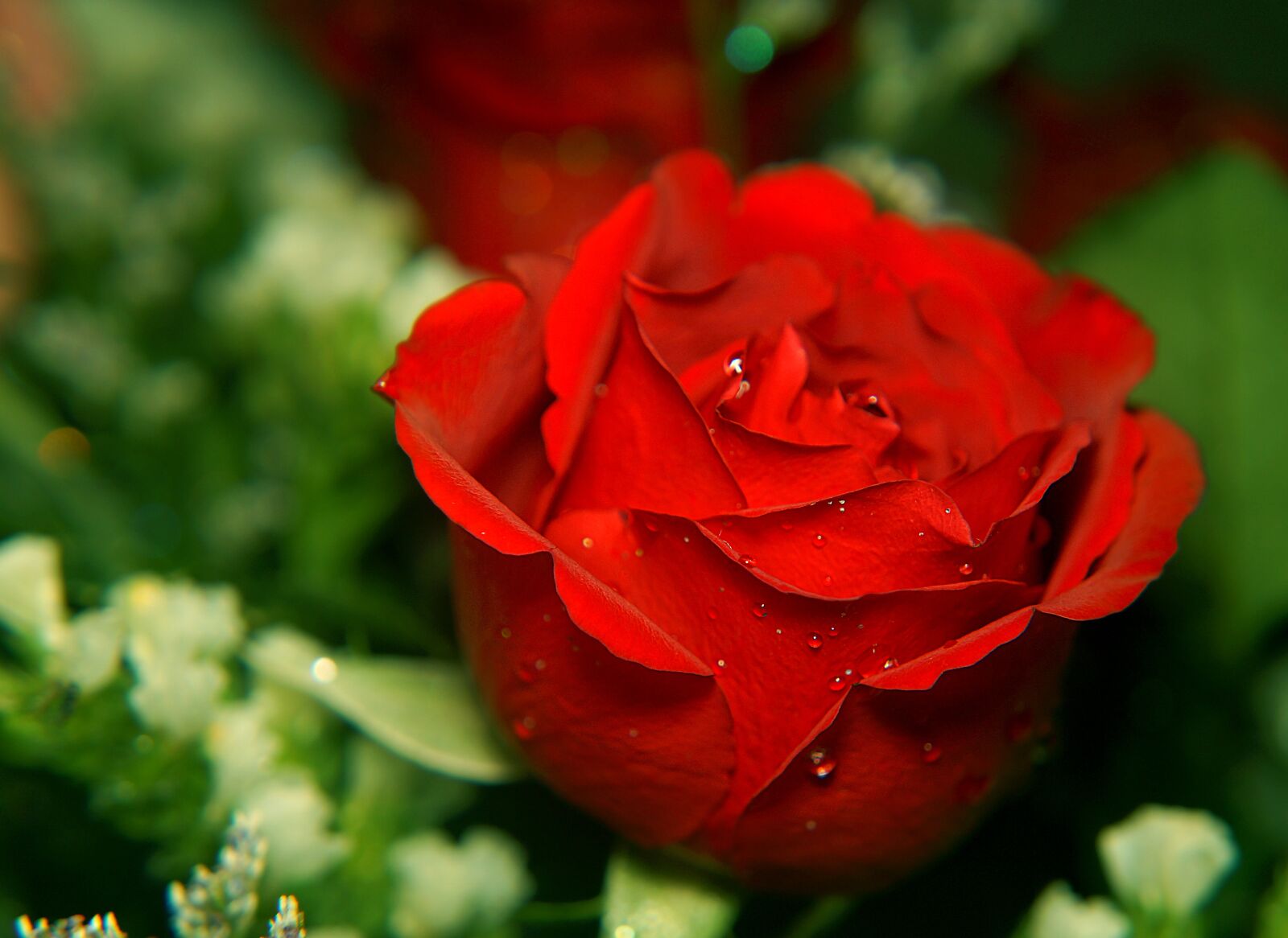 Sony Alpha NEX-F3 + Sony E 18-55mm F3.5-5.6 OSS sample photo. Roses, love, red rose photography