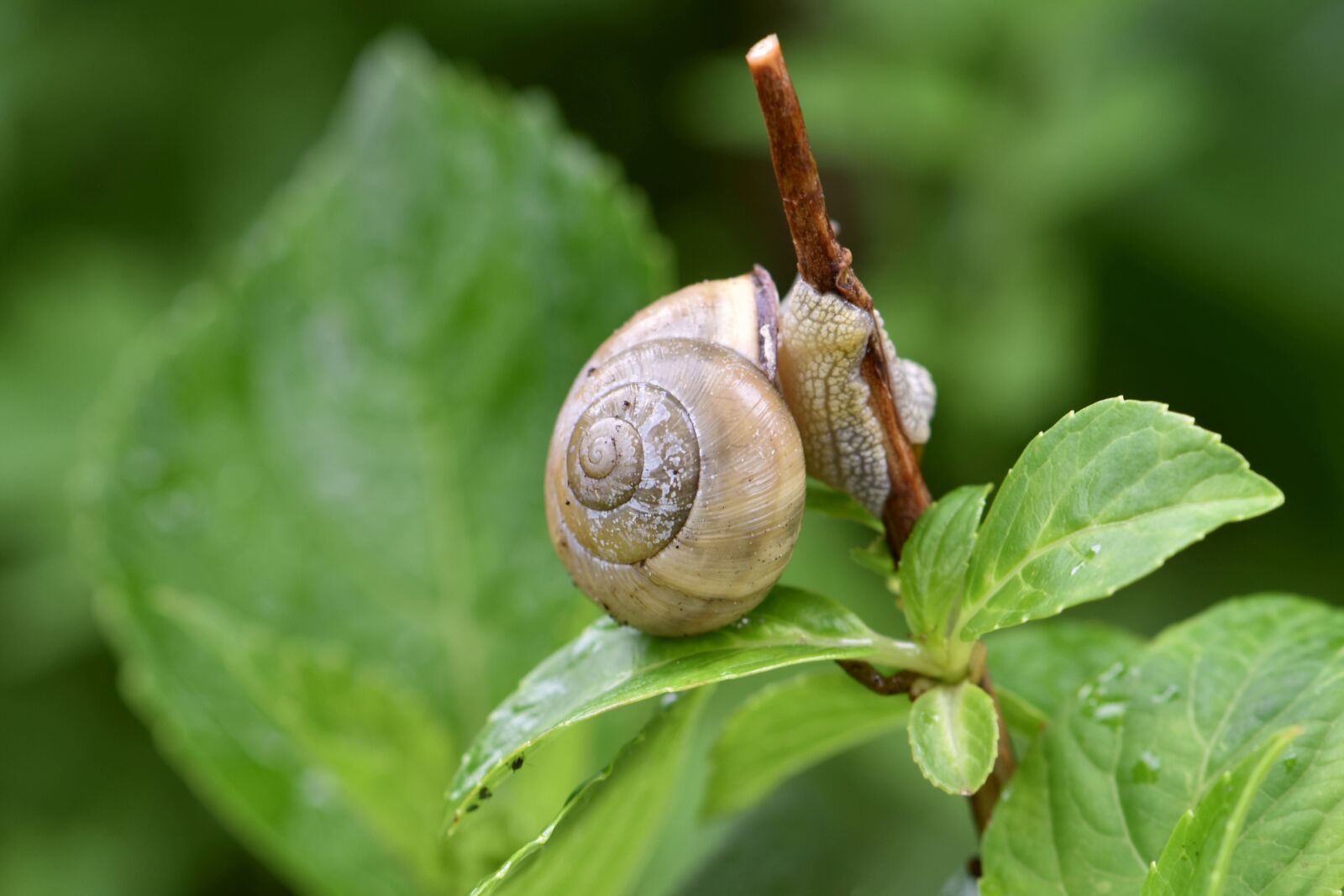 Nikon D5600 sample photo. Snail, mollusk, nature photography
