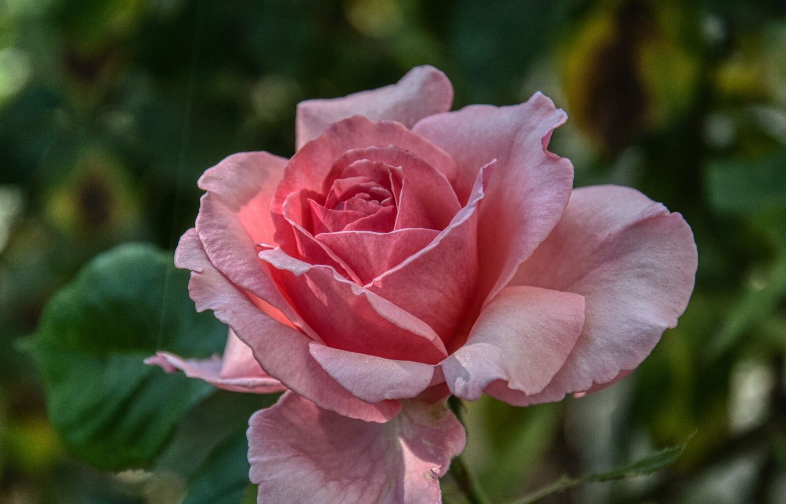 Nikon D5000 sample photo. Rose, blossoms, noble photography