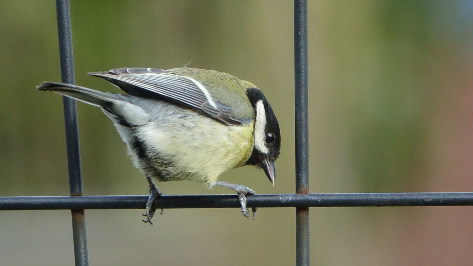 Sony Cyber-shot DSC-RX10 III sample photo. Bird, fauna, nature photography