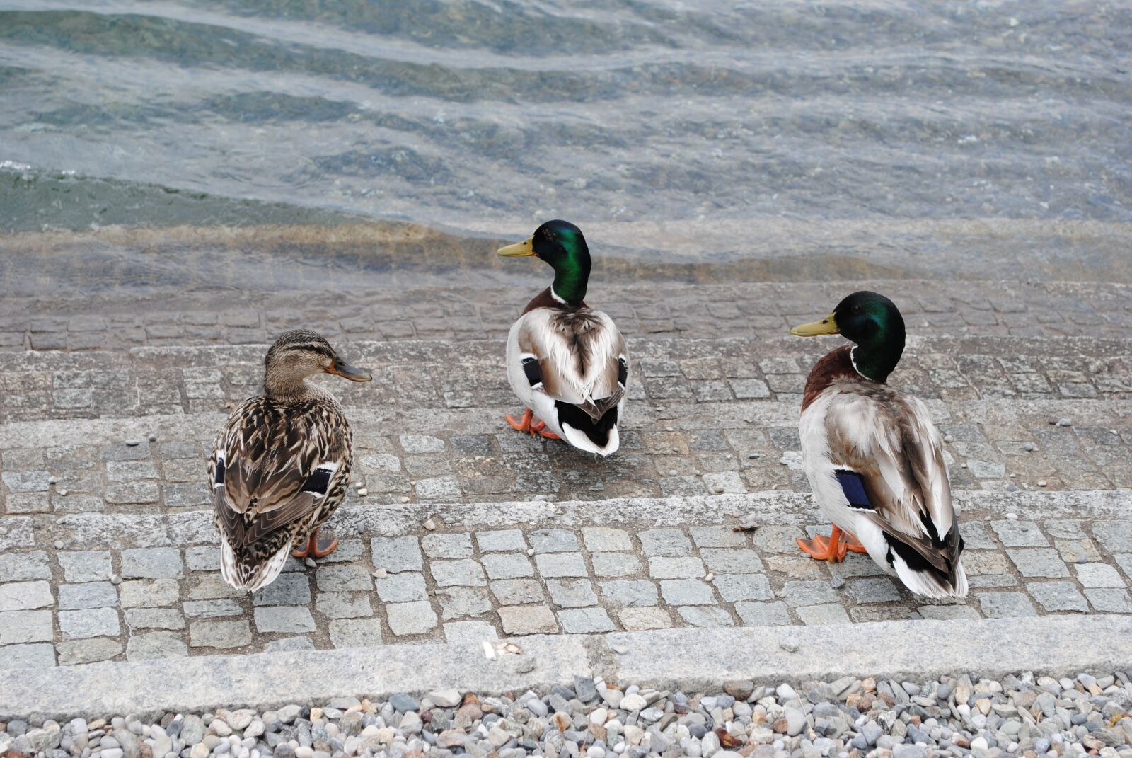 Nikon D3000 sample photo. Lake, animals, water photography