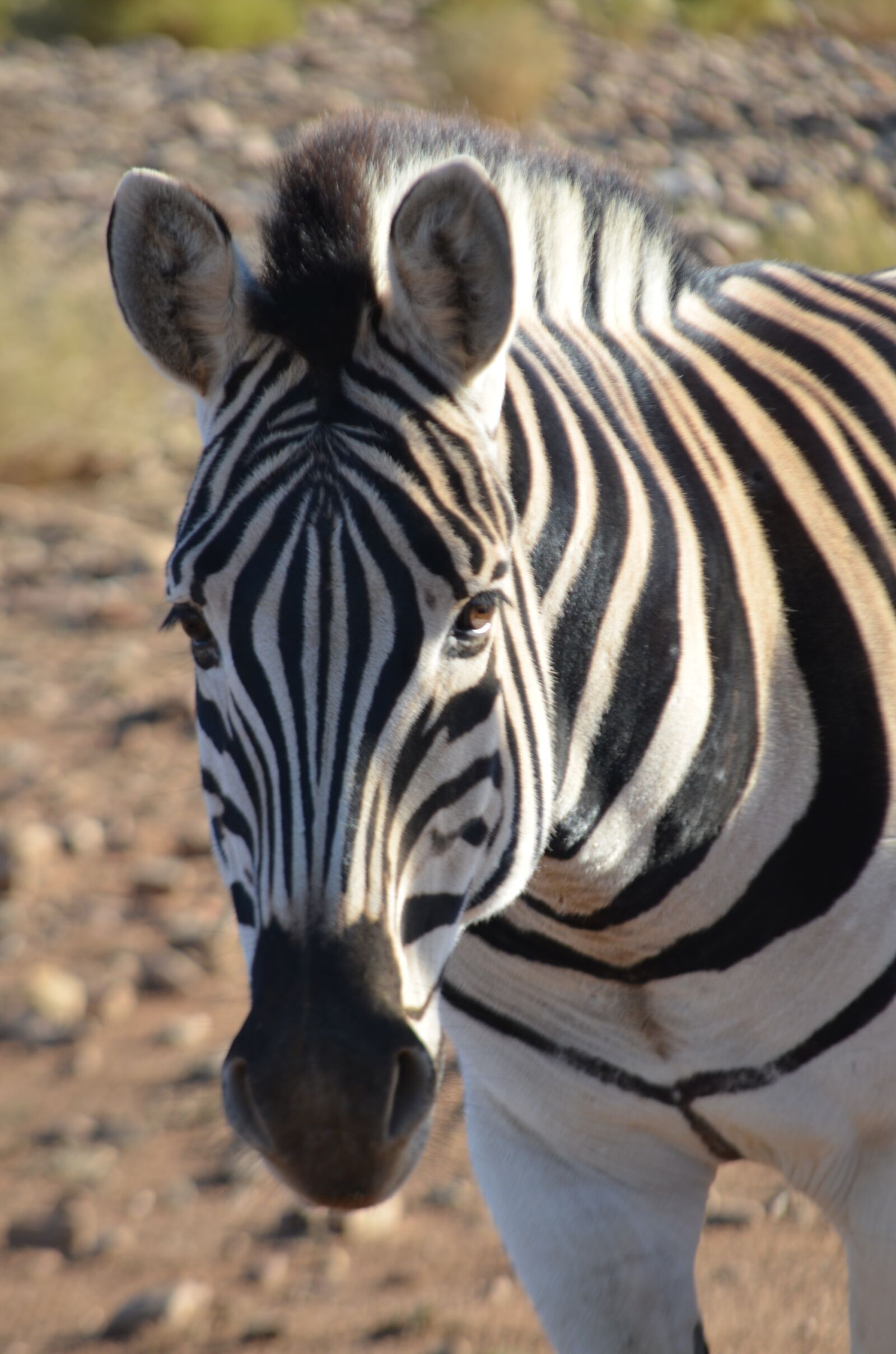 Nikon D5100 sample photo. Zebra, nature, wildlife photography