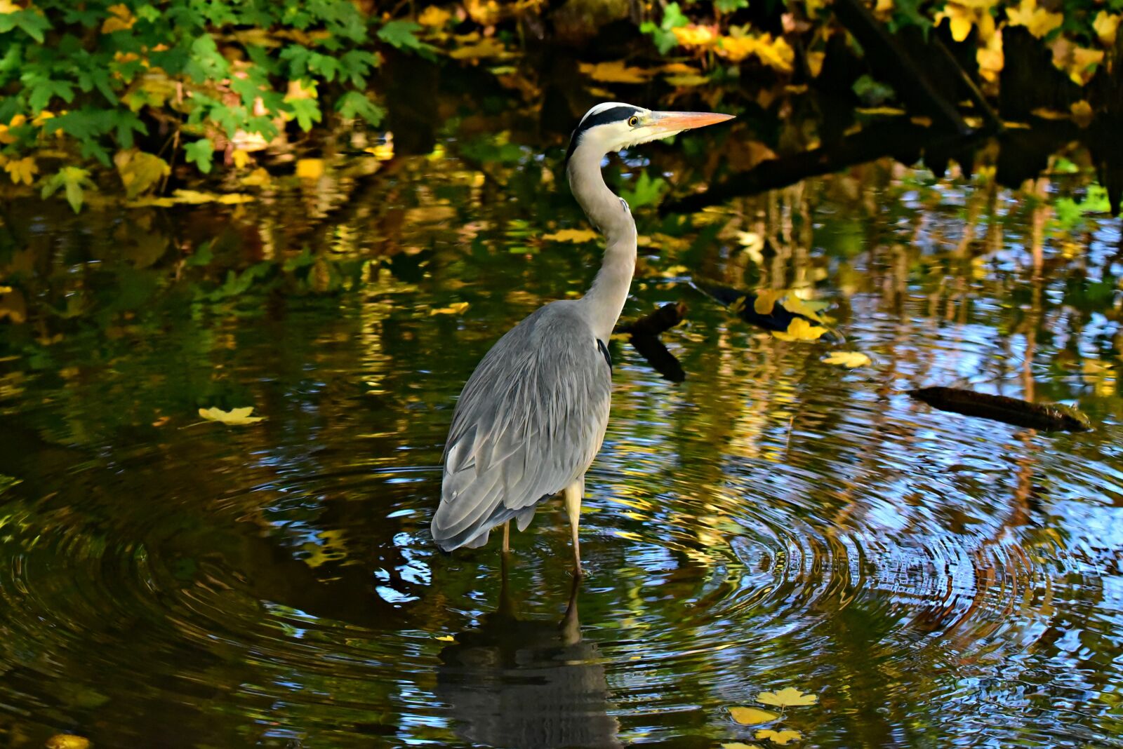 Nikon D750 sample photo. Heron, wading bird, animal photography