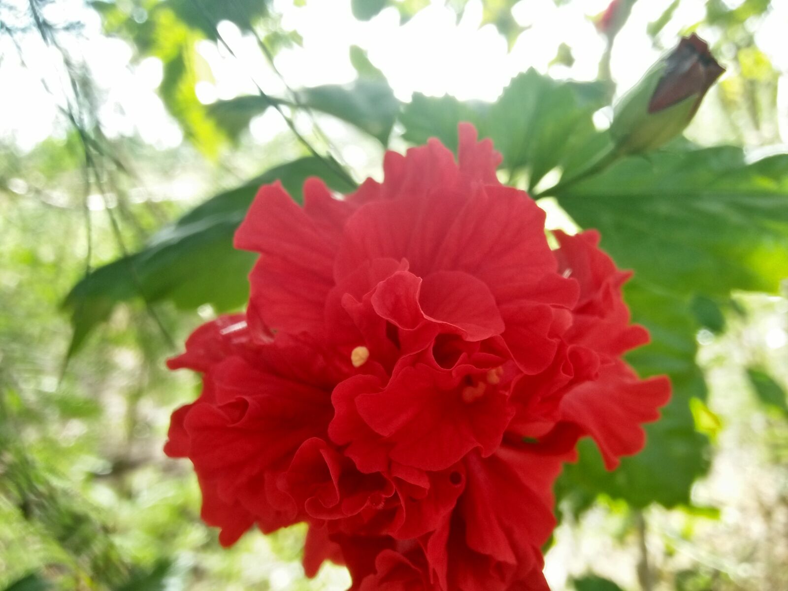OPPO A37fw-International sample photo. Flower, red, roses photography