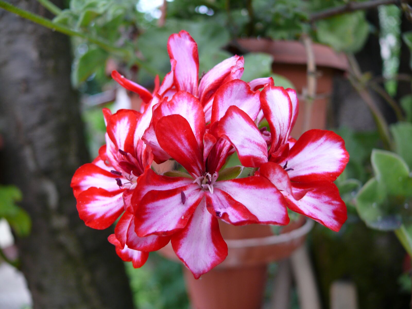 Panasonic DMC-FZ50 sample photo. Flower, geranium, green photography