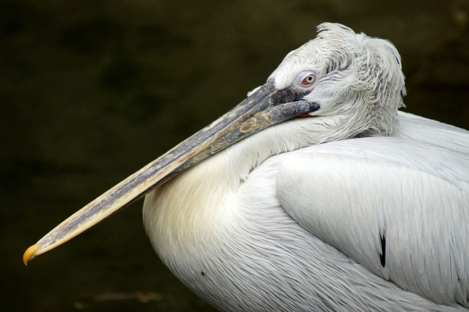 Sony SLT-A58 sample photo. Pelikan, bill, animal portrait photography