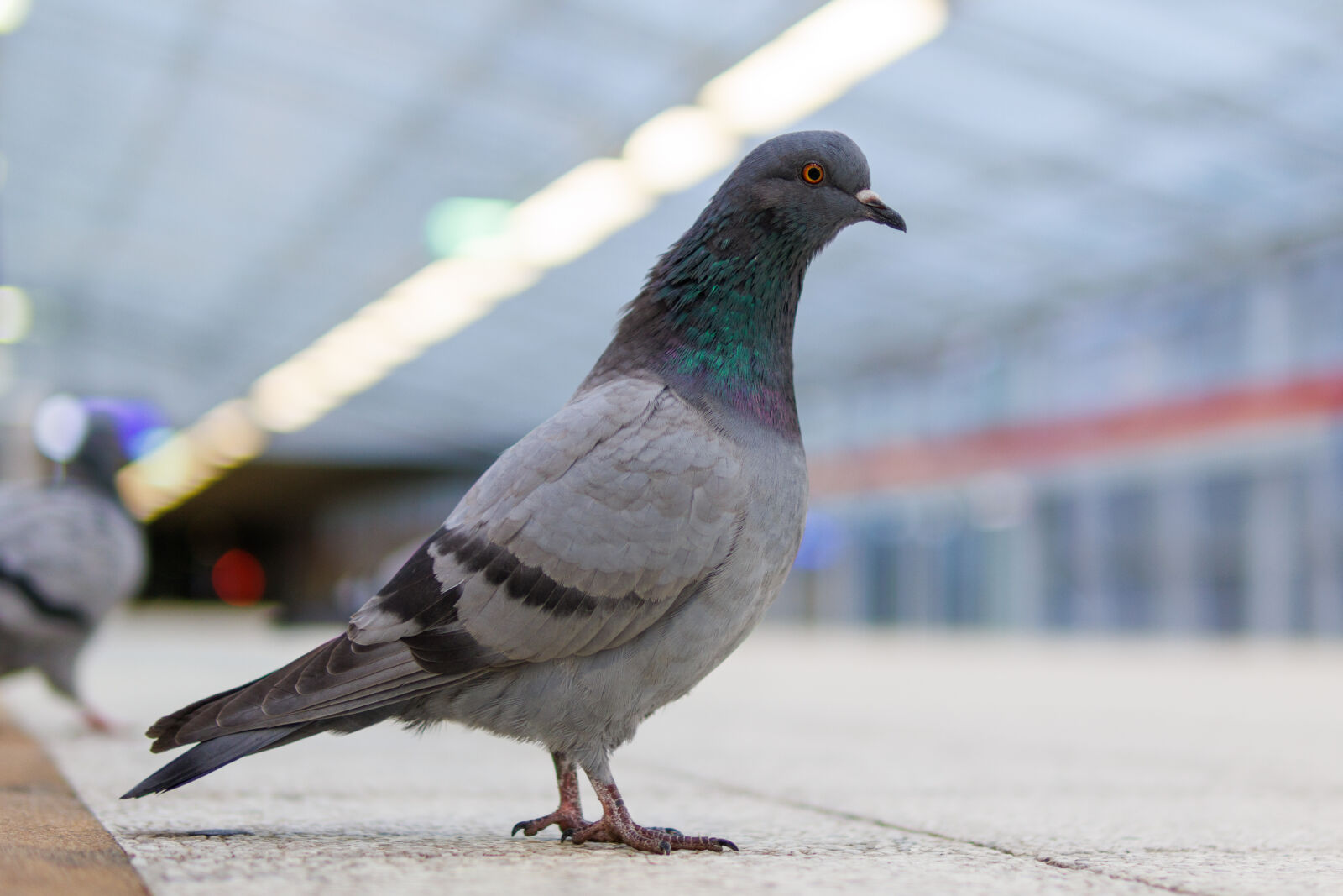 Canon EOS R7 sample photo. Pigeon curious photography