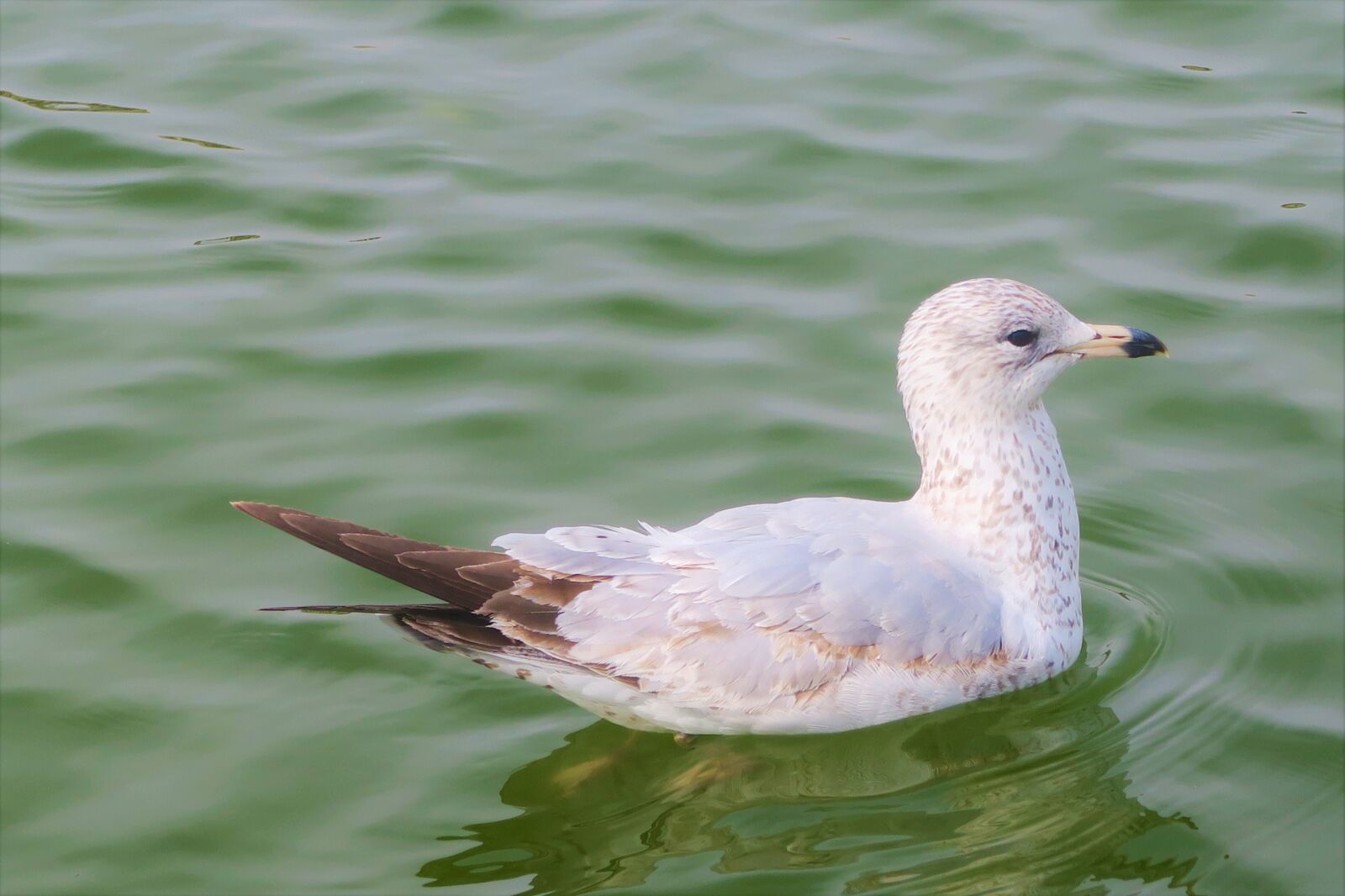 Canon PowerShot G7 X sample photo. Bird, duck, water photography