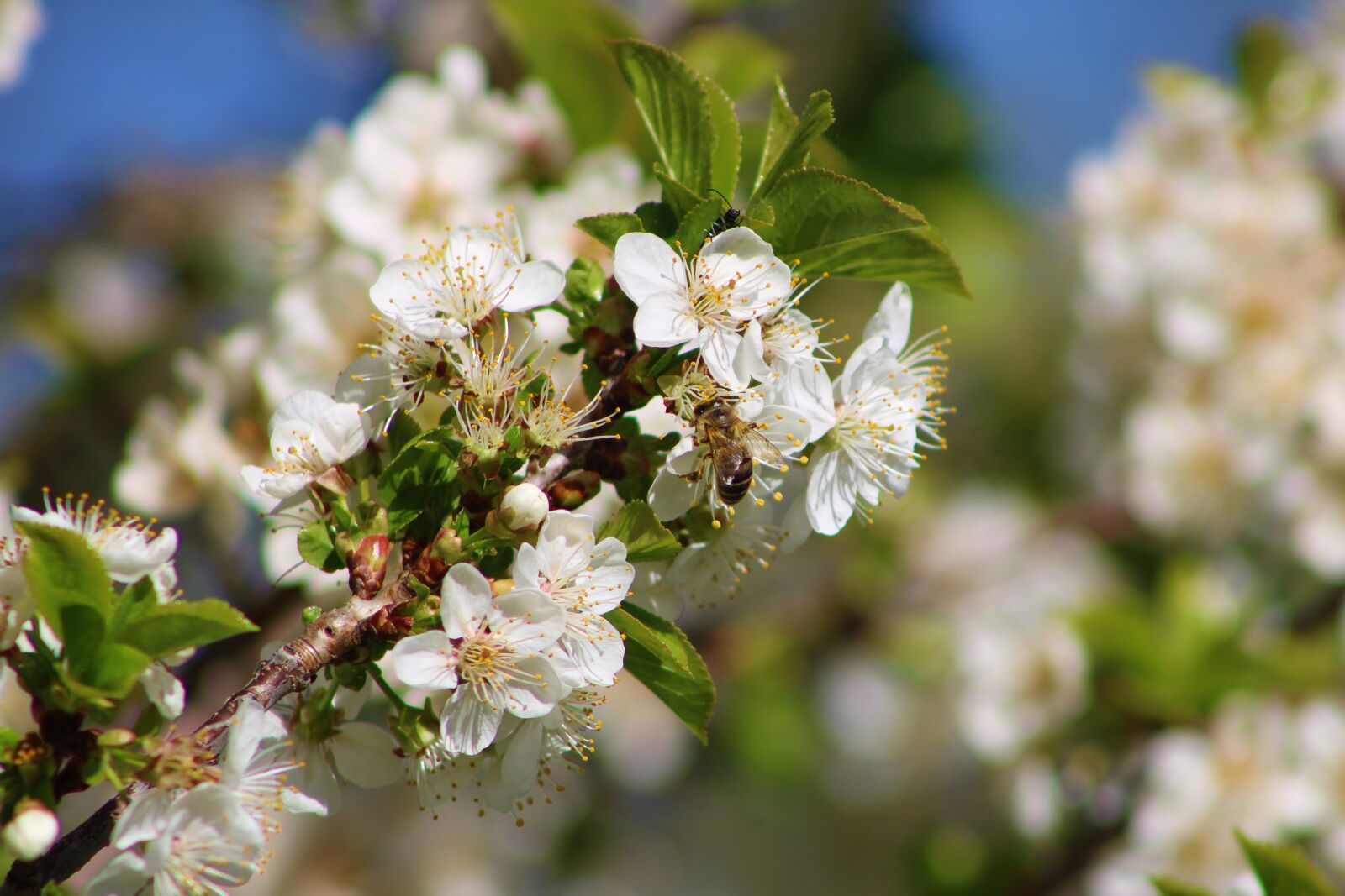 Canon EOS 2000D (EOS Rebel T7 / EOS Kiss X90 / EOS 1500D) sample photo. Cherry, bee, spring photography