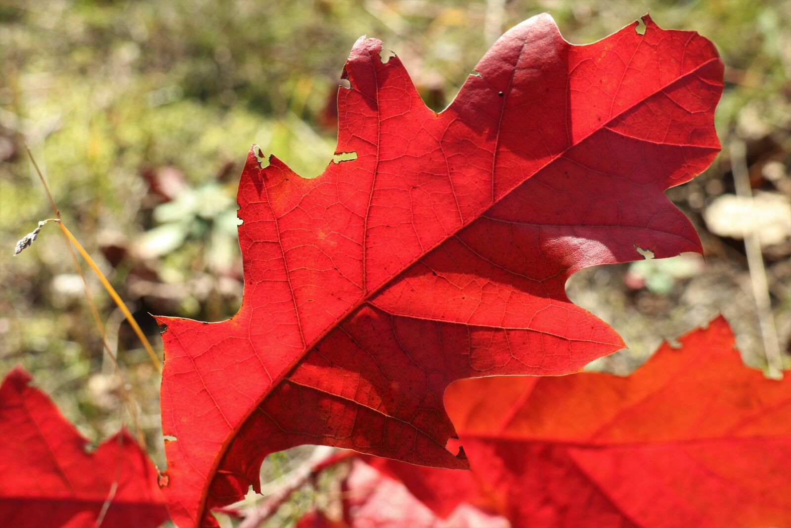 Canon EOS M6 sample photo. Red oak leaf, autumn photography