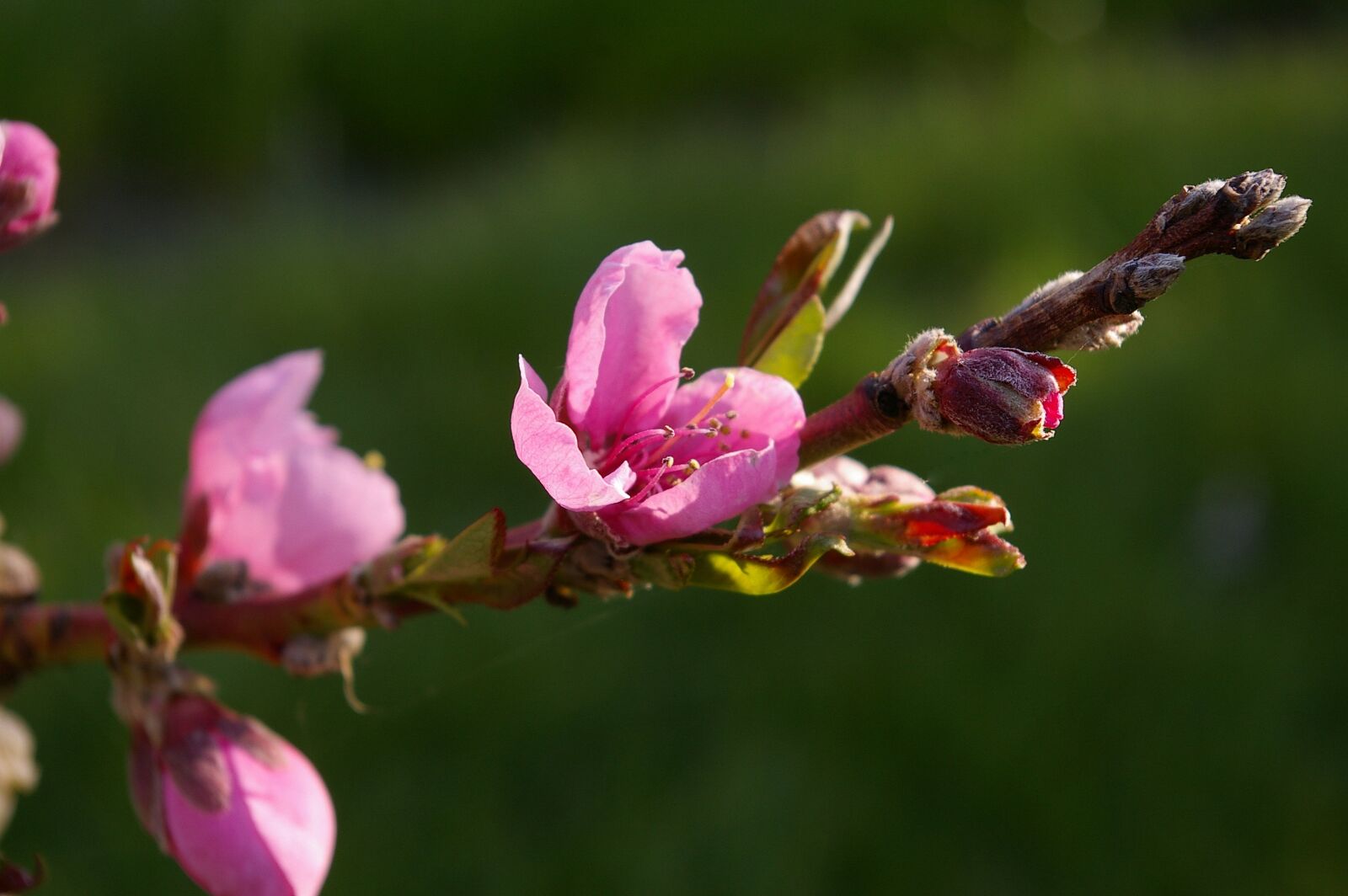 Pentax *ist DL2 sample photo. Peach tree, peach blossom photography