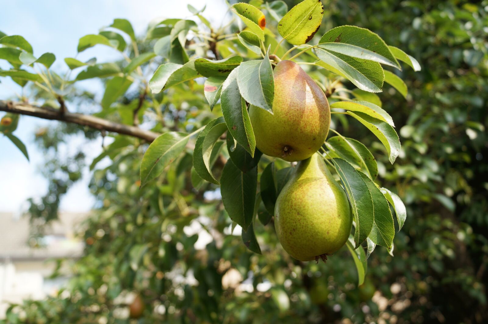 Sony SLT-A58 sample photo. Pears, fruit, pear tree photography