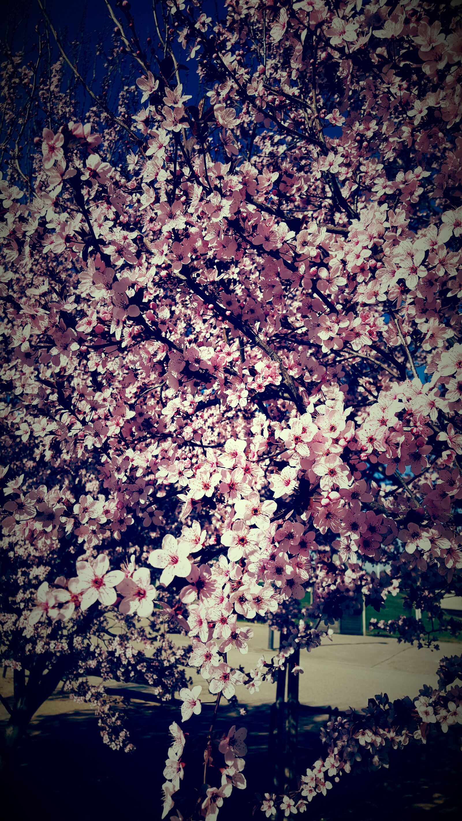 Samsung Galaxy S6 sample photo. Almond tree, flowers, flowering photography
