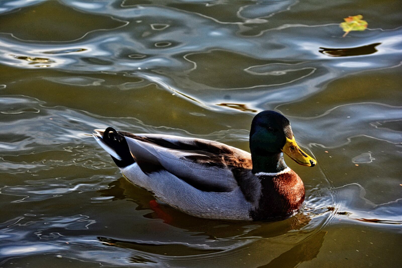 Nikon D7100 sample photo. Duck, nature, pen photography