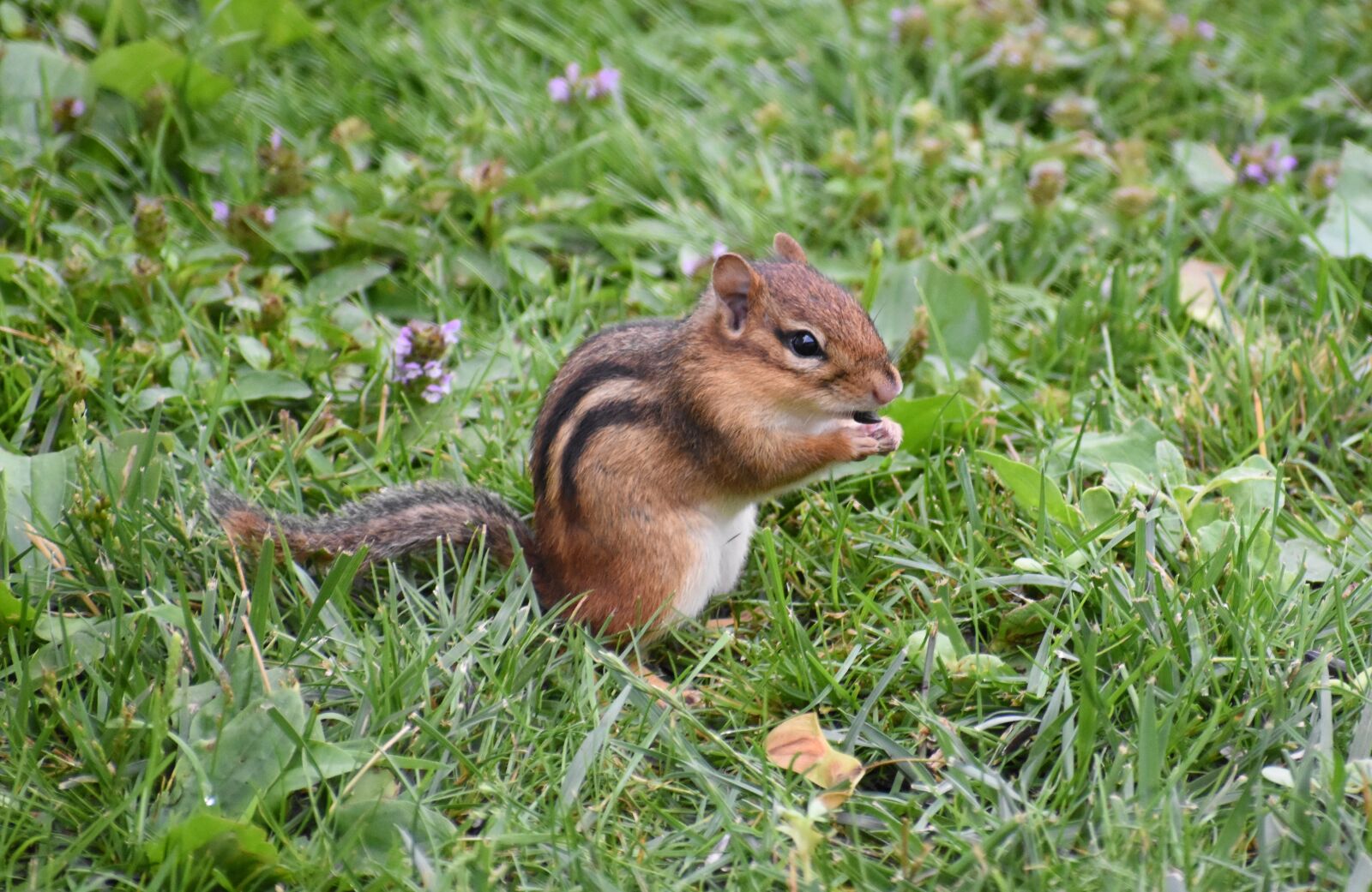 Nikon D5500 sample photo. Chipmunk, animal, chipmunk eating photography