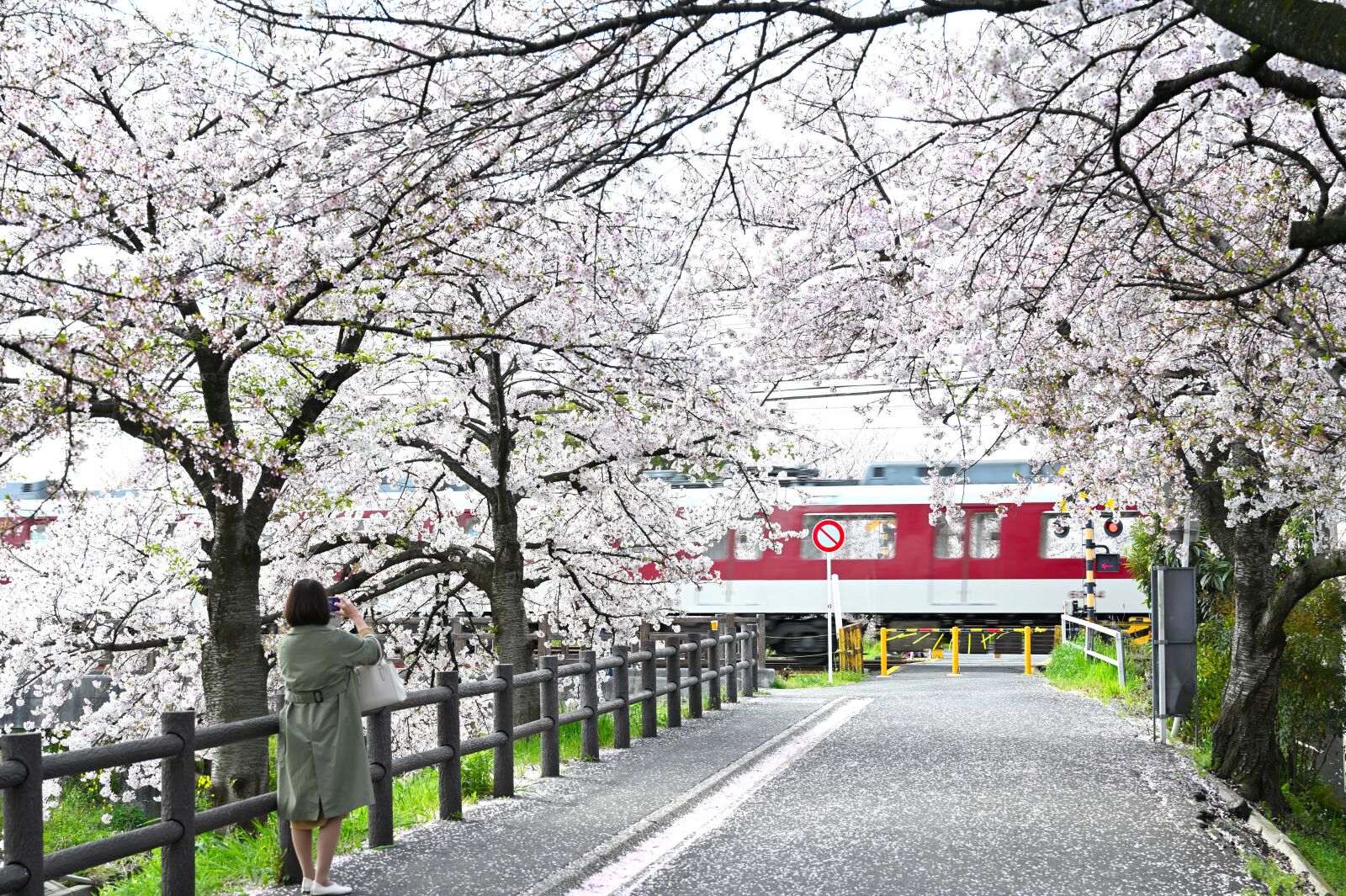 Nikon Nikkor Z 24-70mm F2.8 S sample photo. Cherry blossoms, shooting, spring photography
