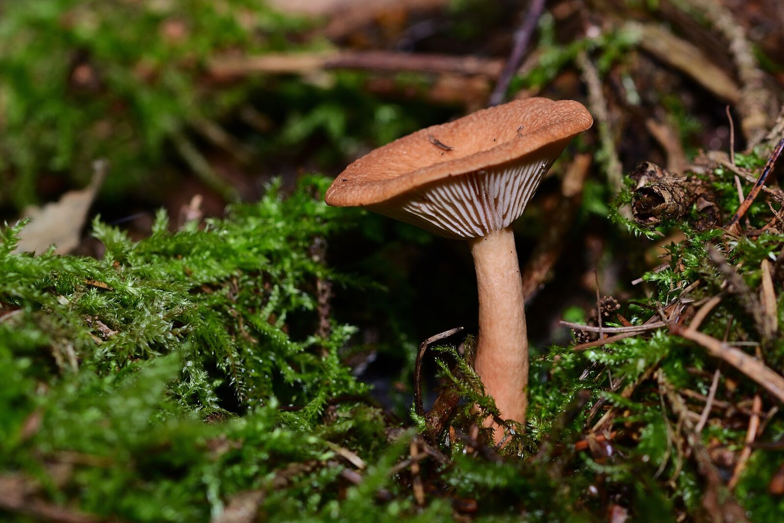 Nikon D5200 sample photo. Nature, forest, mushroom photography
