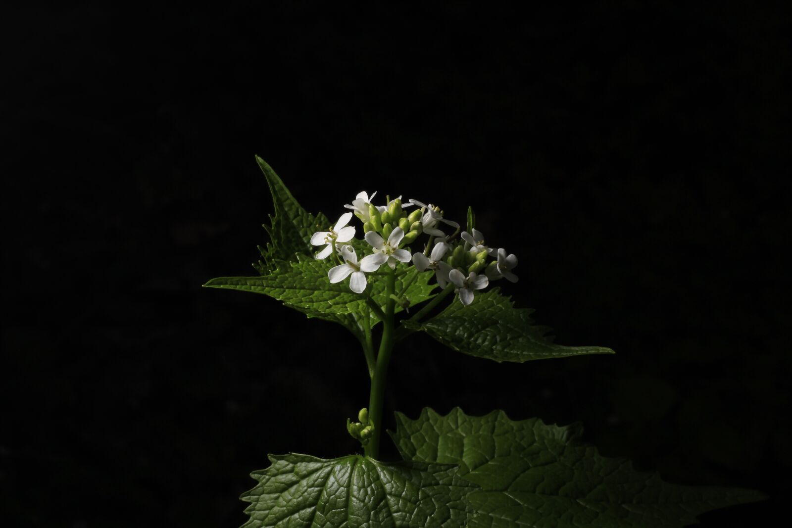 Canon EOS 1200D (EOS Rebel T5 / EOS Kiss X70 / EOS Hi) + Canon EF 50mm F1.8 STM sample photo. Flower, nature, leaf photography