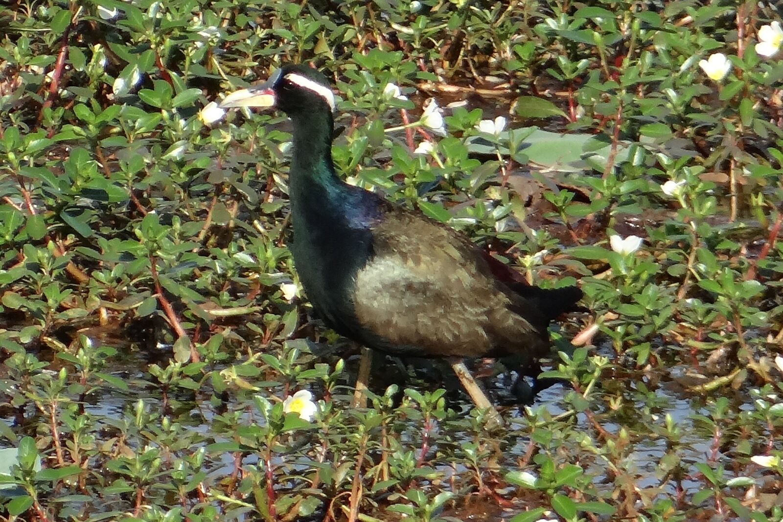 Sony DSC-HX200V sample photo. Bronze-winged jacana, metopidius indicus photography