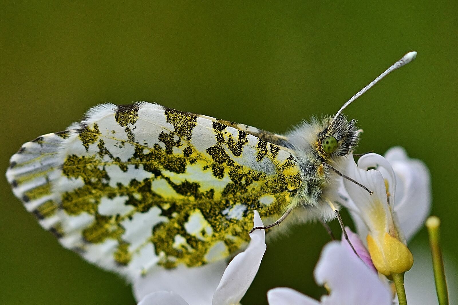 Nikon D5200 sample photo. Nature, butterfly, aurora butterfly photography