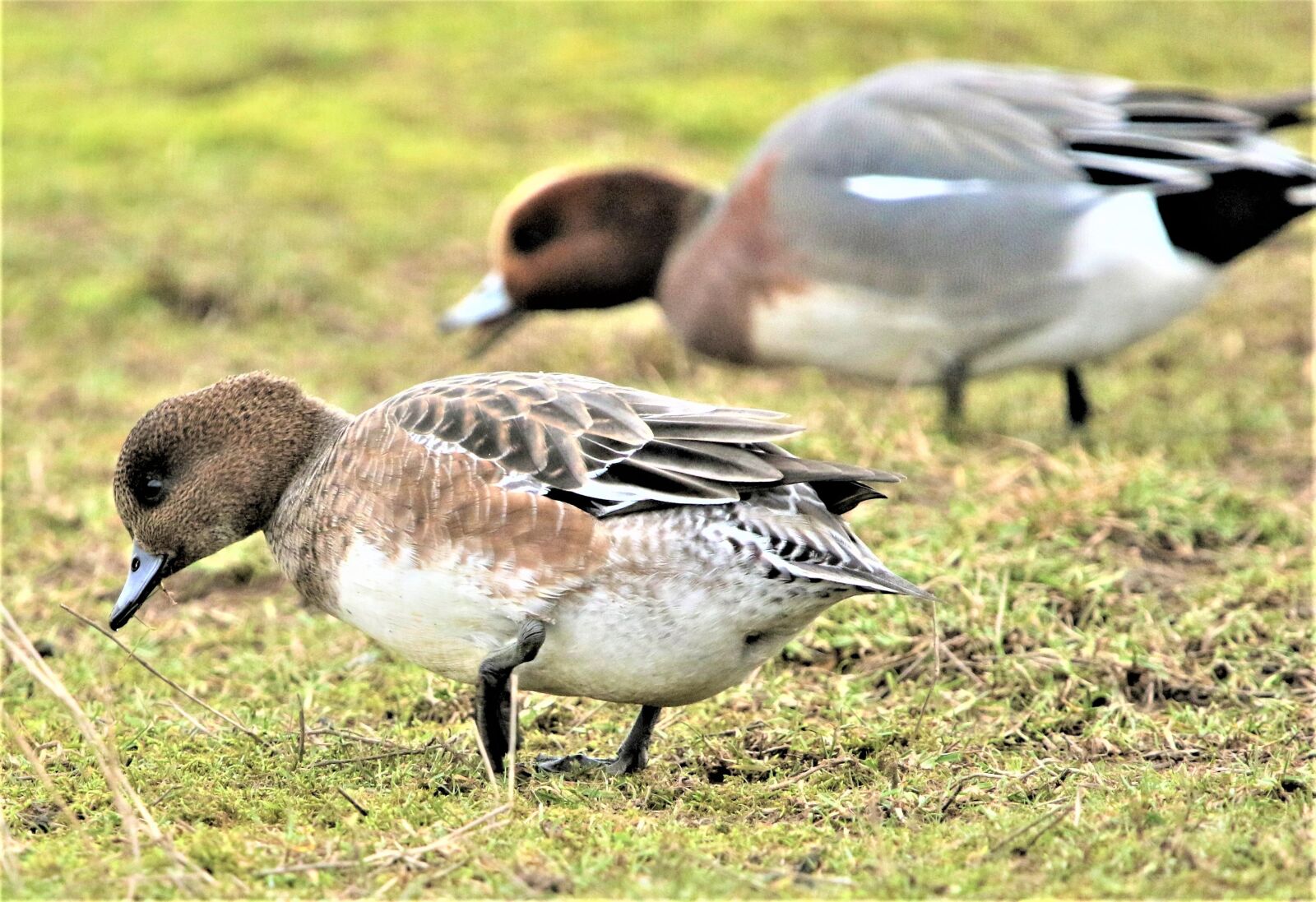 150-600mm F5-6.3 DG OS HSM | Contemporary 015 sample photo. Bird, waterbird, wildlife photography