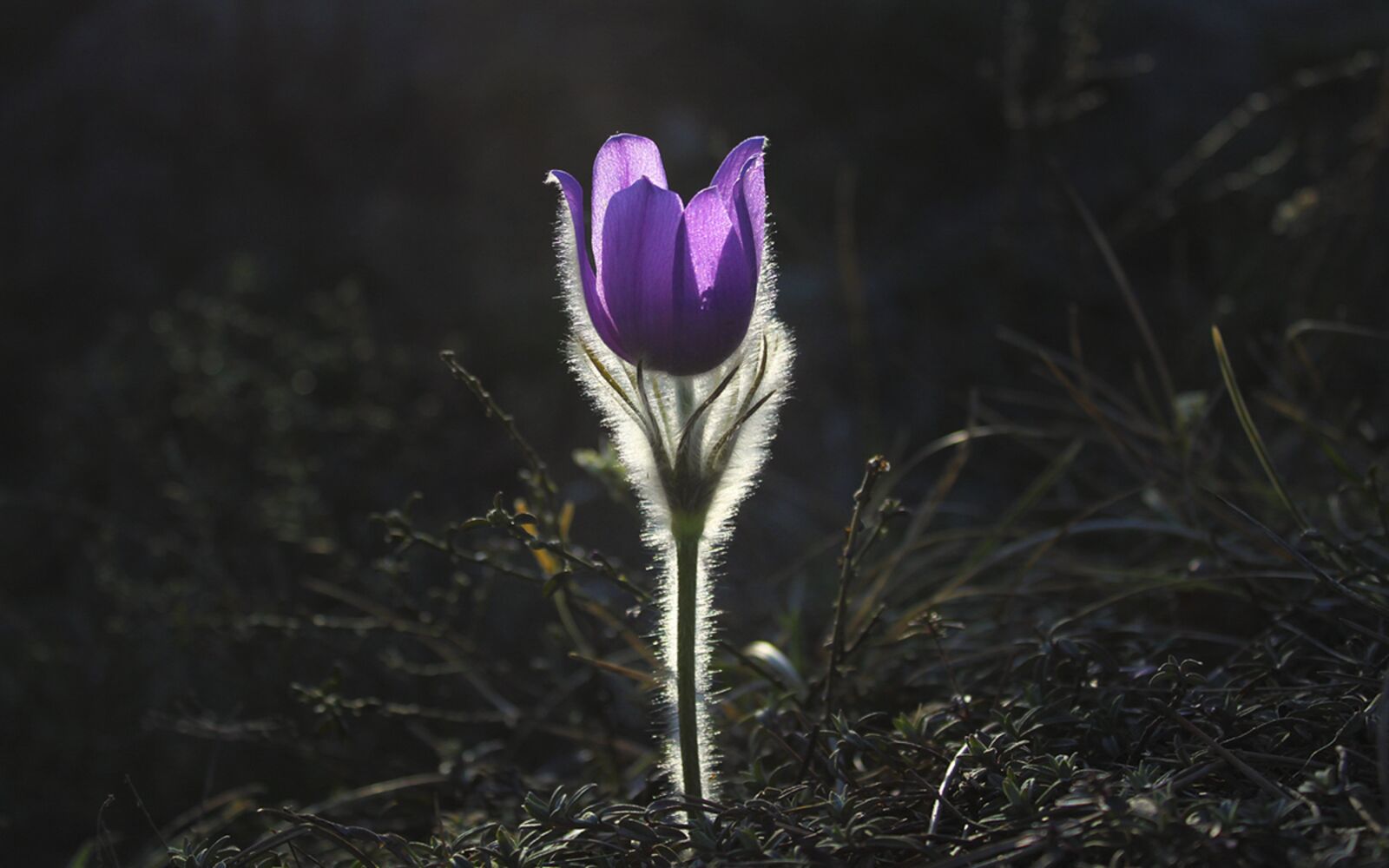 Canon EOS 500D (EOS Rebel T1i / EOS Kiss X3) sample photo. Pasqueflower, flower, pasque flower photography