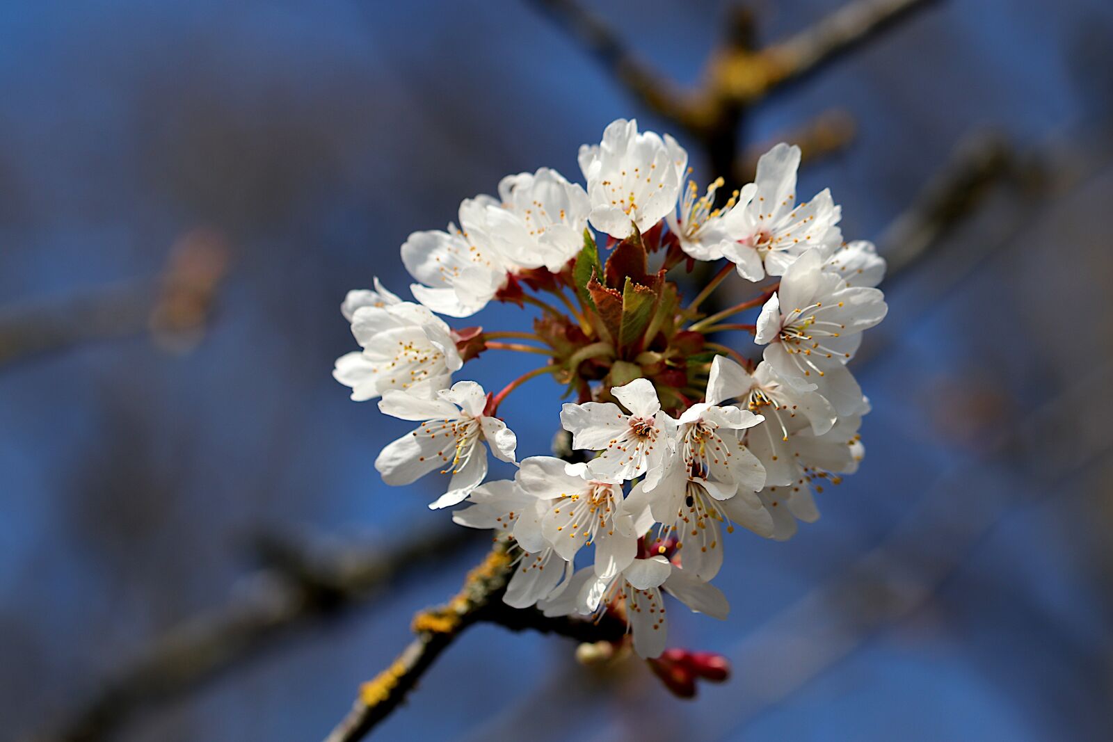 Canon EOS 800D (EOS Rebel T7i / EOS Kiss X9i) + Tamron SP 90mm F2.8 Di VC USD 1:1 Macro sample photo. Cherry, cherry blossom, crown photography