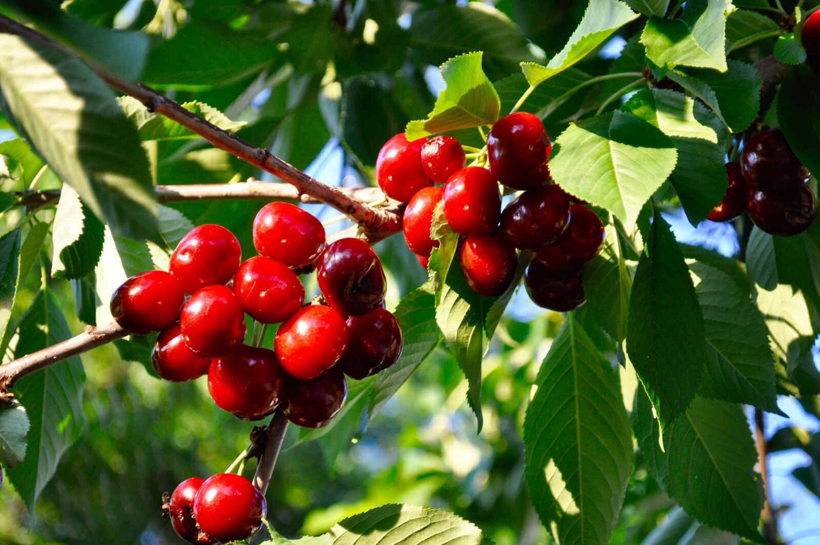 Nikon D5000 sample photo. Cherry, fruit, tree photography