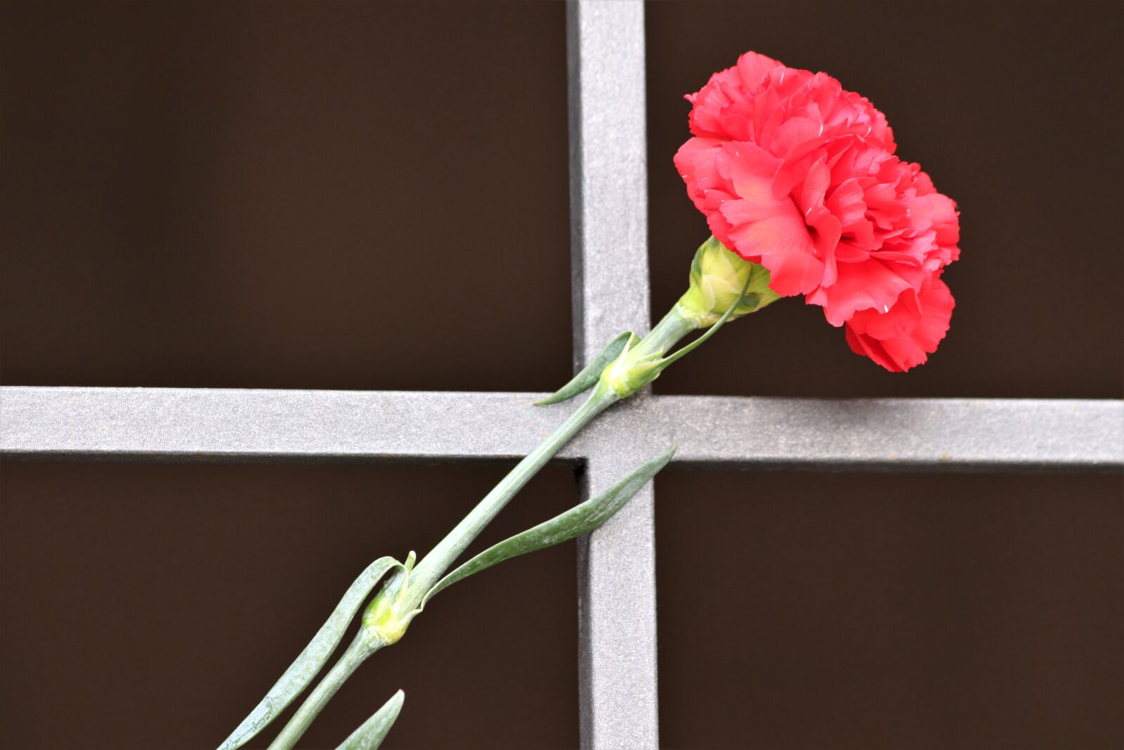 Canon EOS 200D (EOS Rebel SL2 / EOS Kiss X9) sample photo. Red carnation, metal grid photography