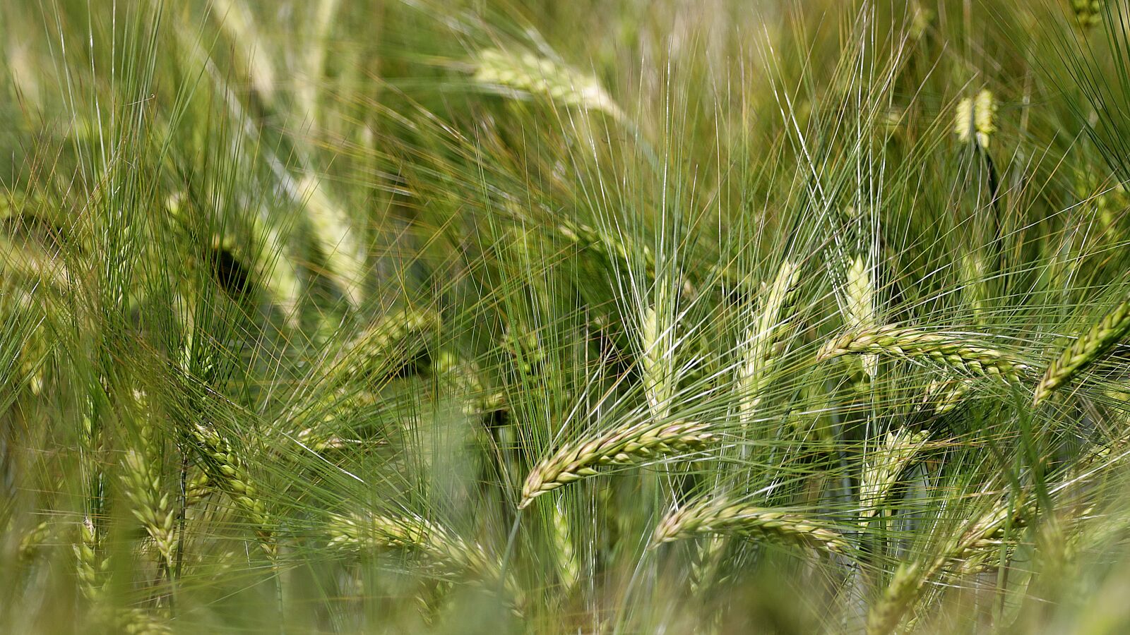 Canon EOS R + 150-600mm F5-6.3 DG OS HSM | Contemporary 015 sample photo. Barley, barley field, cereals photography
